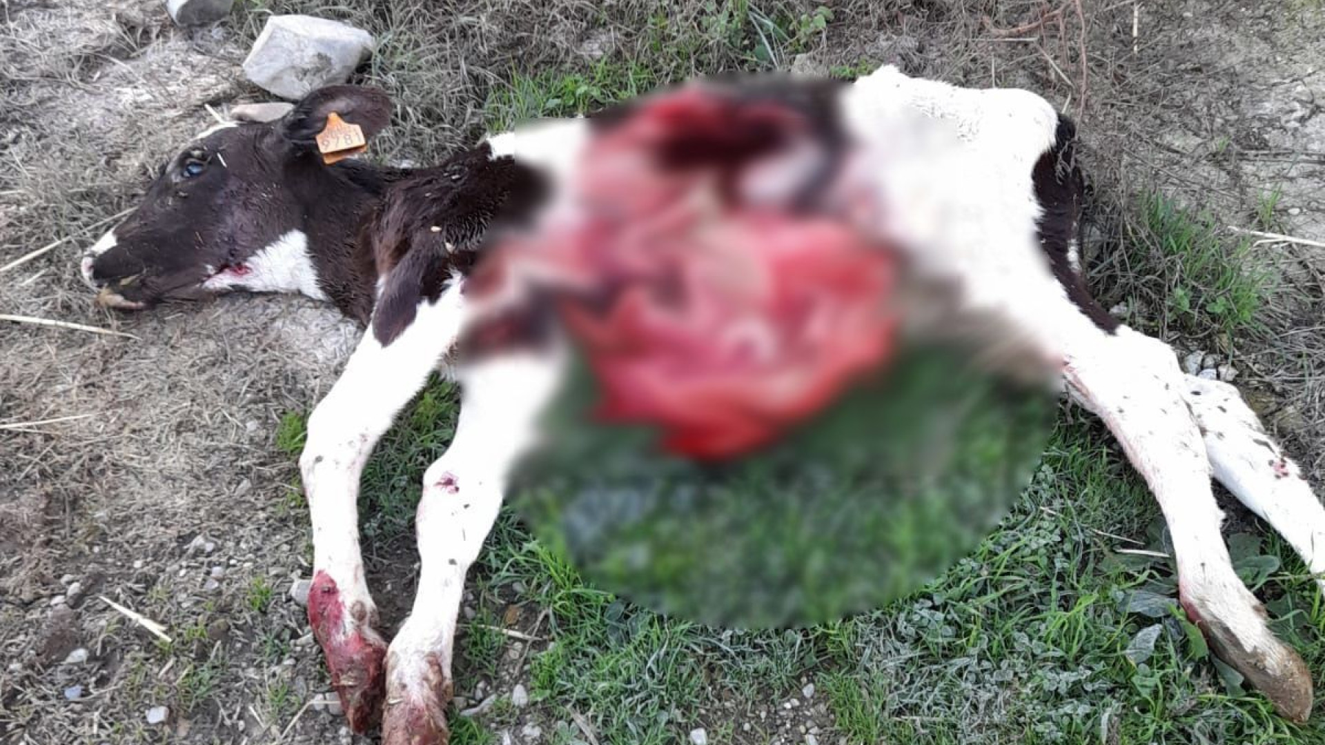 Carpaneto, lupo mangia una manzetta e un vitello nella stalla. Allevatore in allarme