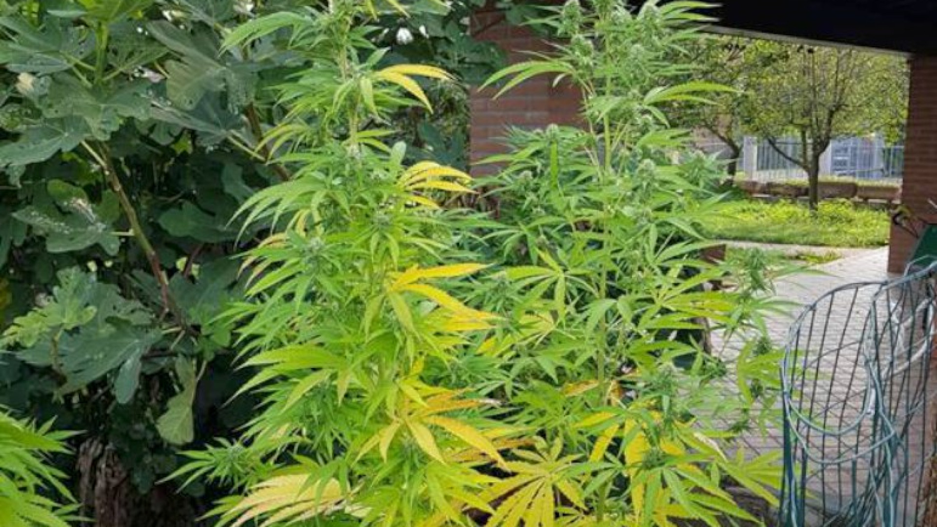 "C'è odore di marijuana": i carabinieri scoprono sei piante in giardino