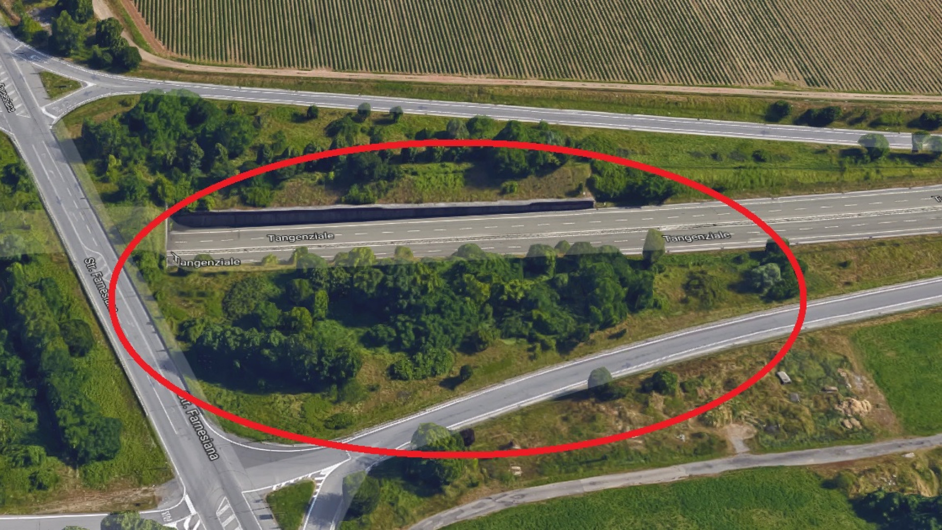 Abbattuti due cinghiali bloccati tra le rampe della tangenziale, un altro fugge