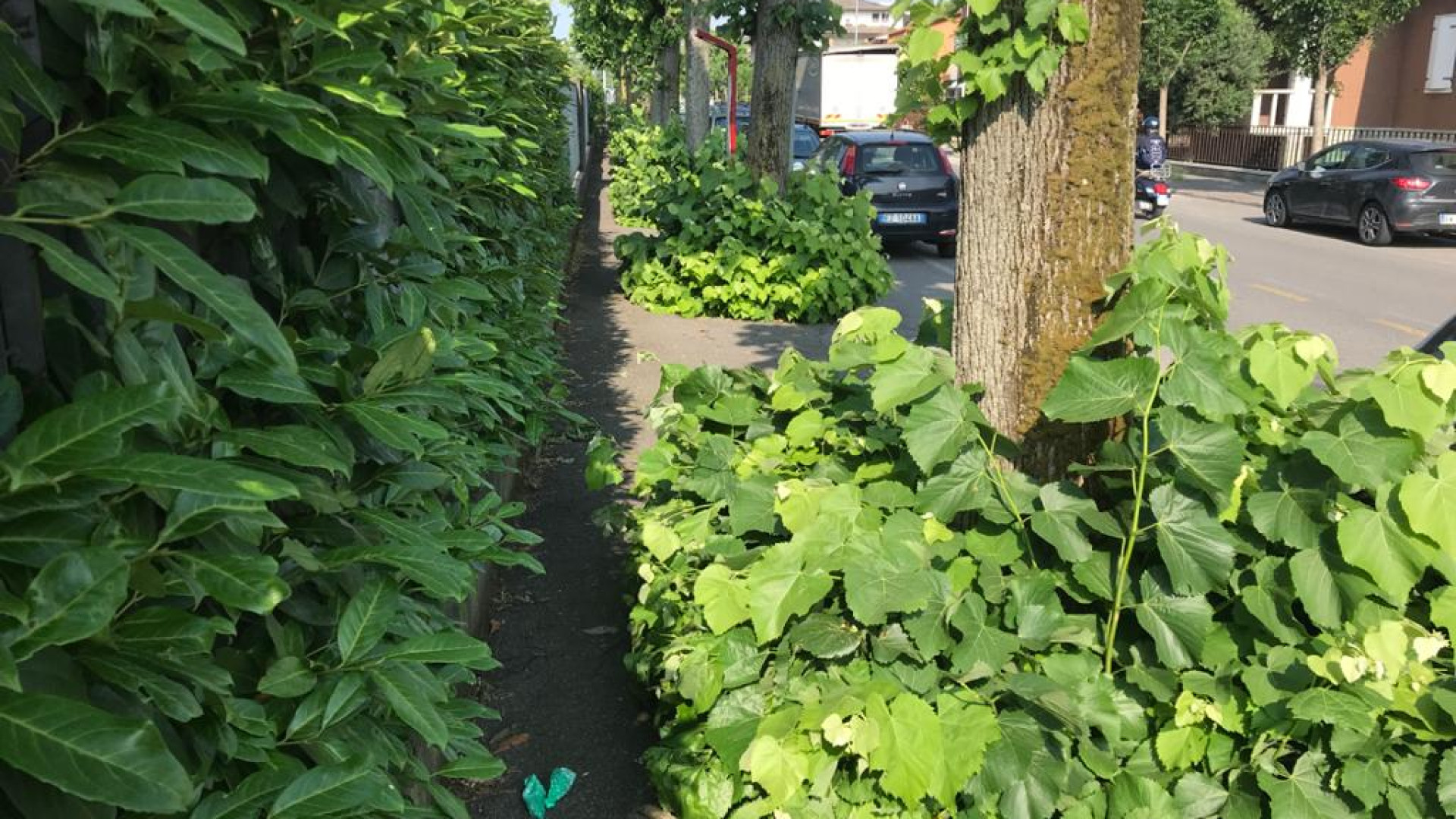 Verde pubblico: bando aggiudicato, affidata la manutenzione ordinaria