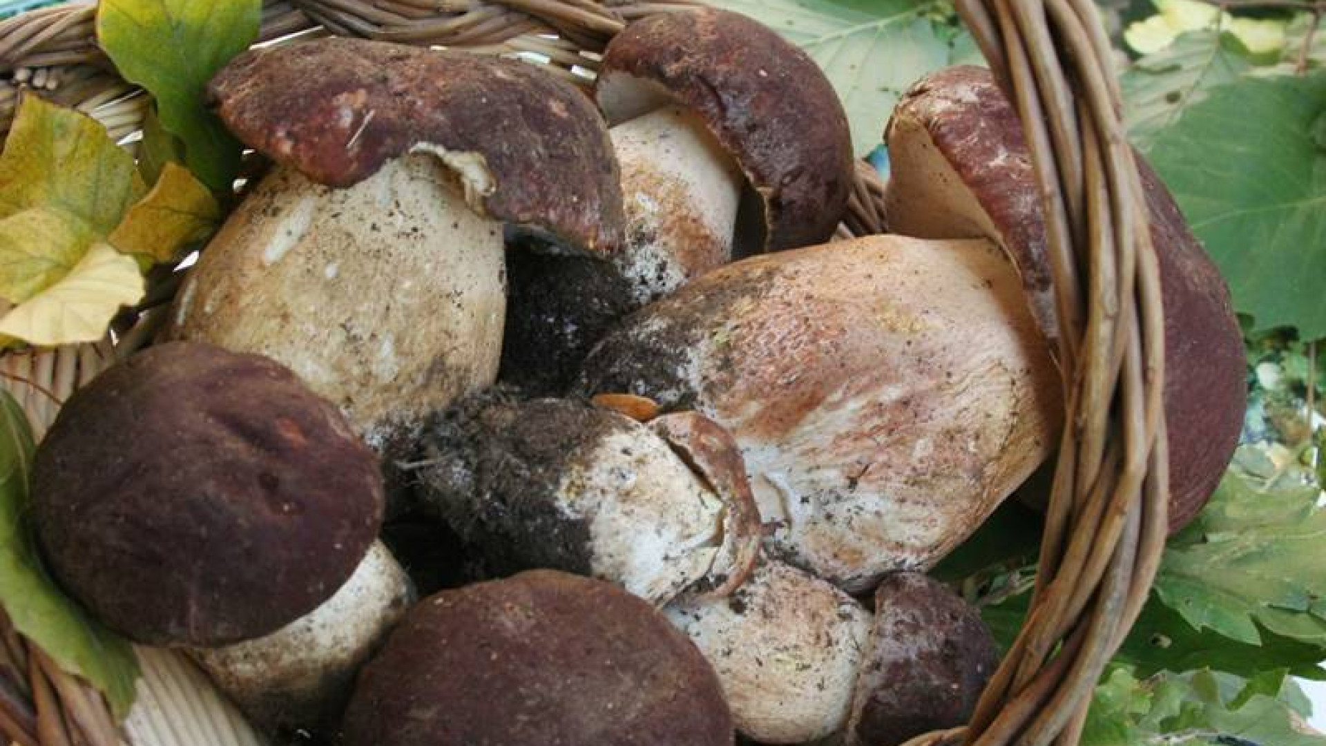 Dal 1 maggio al via la raccolta funghi in Emilia Romagna. Serve il tesserino