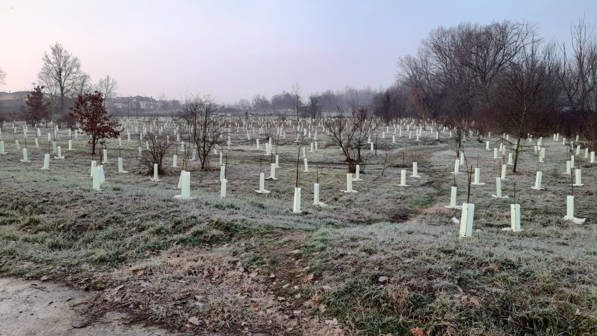Parco Arda a Fiorenzuola, completata la messa a dimora di 1.200 piante