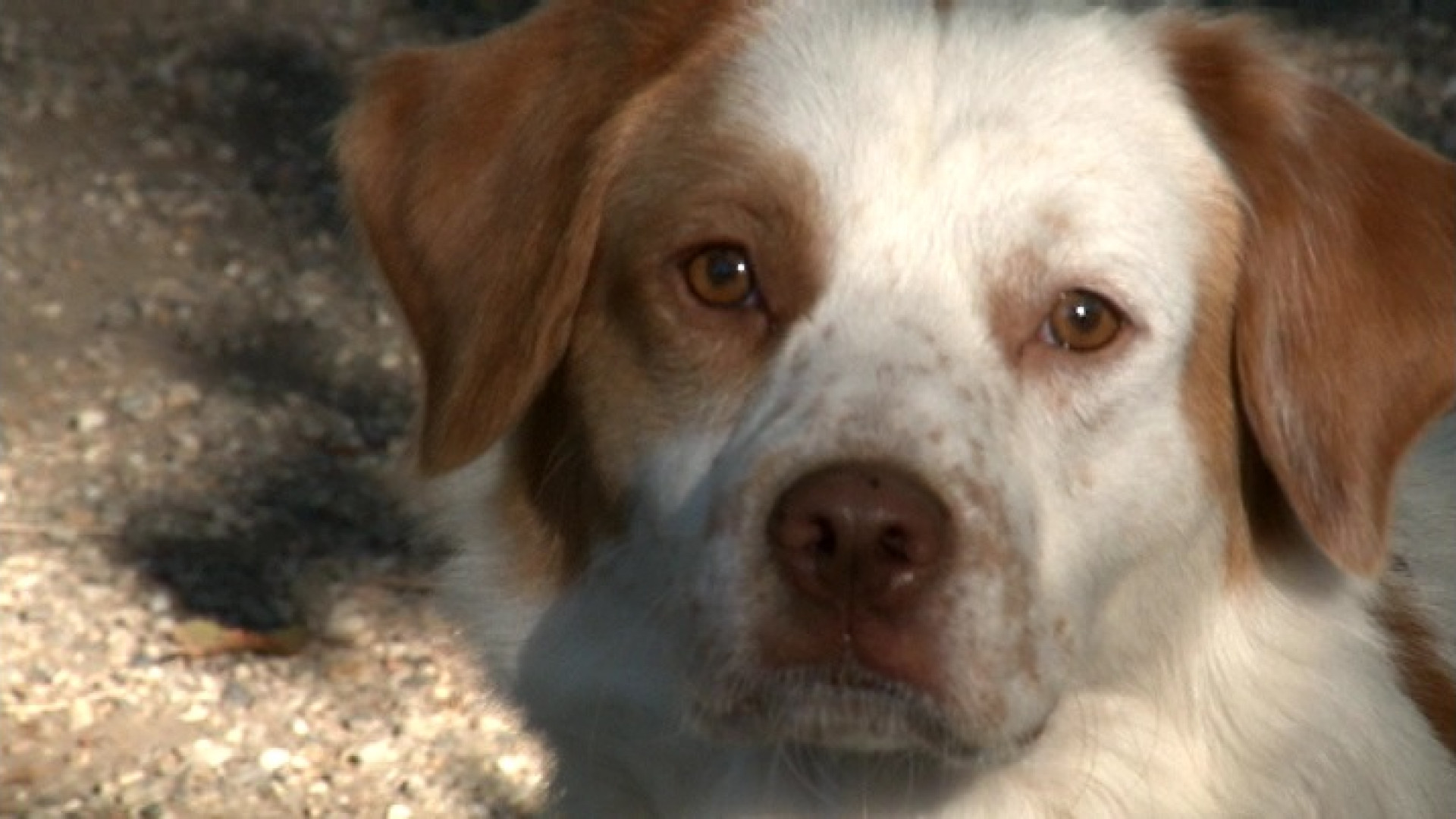 Aggredito dal vicino di casa perché il cane abbaia: ferito 45enne piacentino