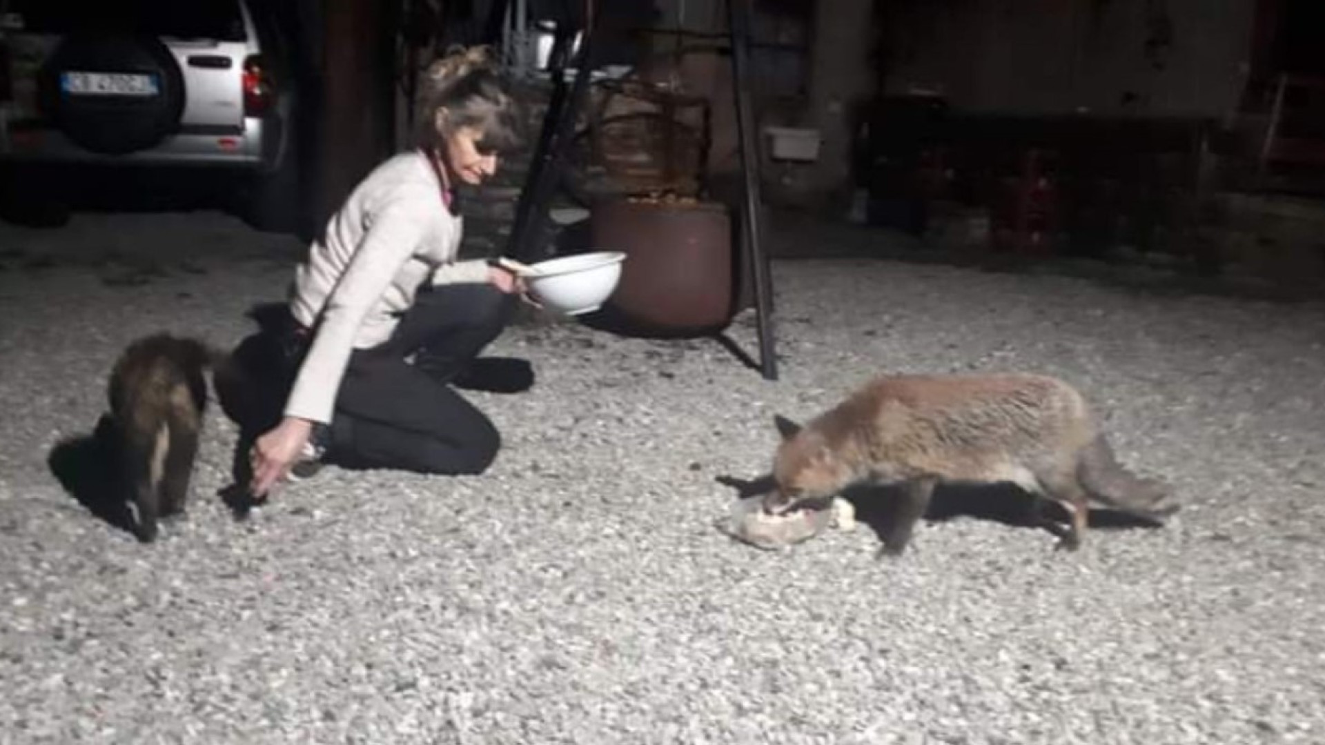 La volpe di Costa di Groppo Ducale: ogni giorno "chiede" colazione e cena