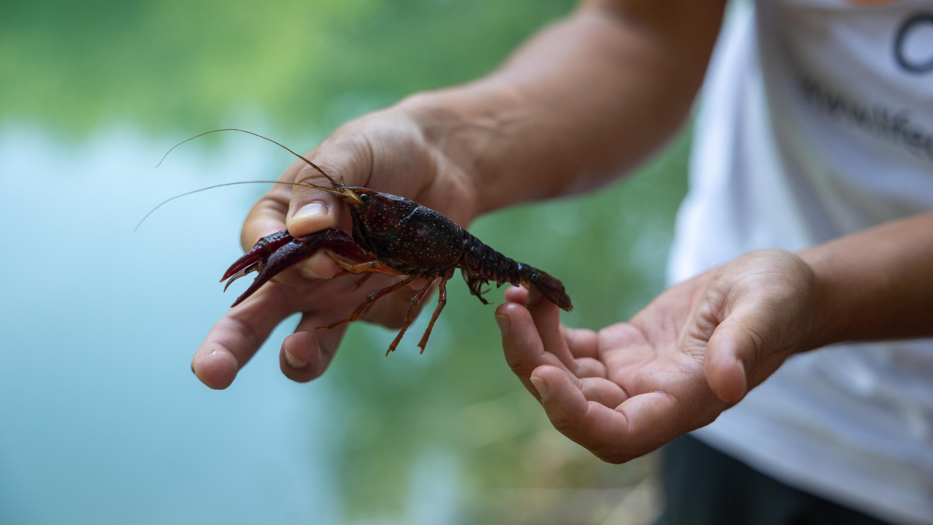 Gamberi di fiume, Consorzio di Bonifica e volontari nel progetto Life Claw