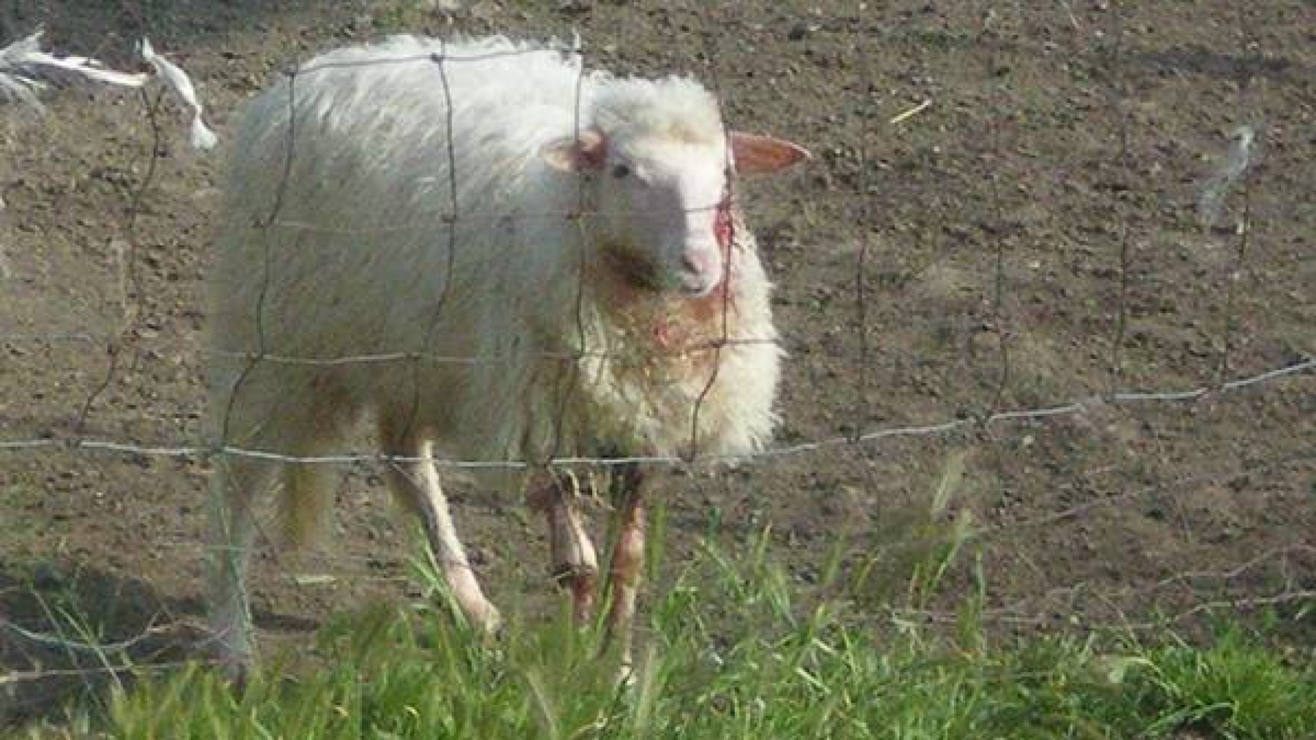 Pecore sbranate, la Provincia: "Costoso e difficile catturare i lupi"