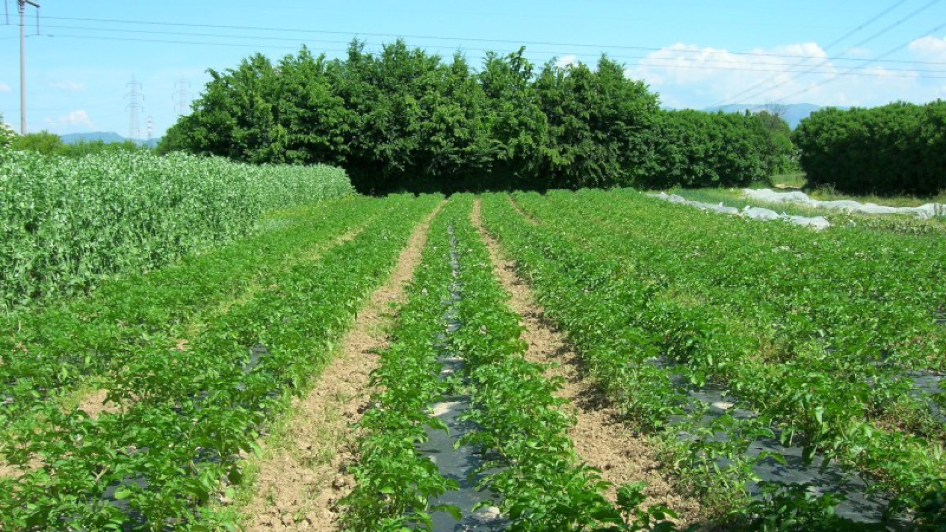 Razzie nei campi, nel mirino i depositi di gasolio agricolo. "Serve più vigilanza"