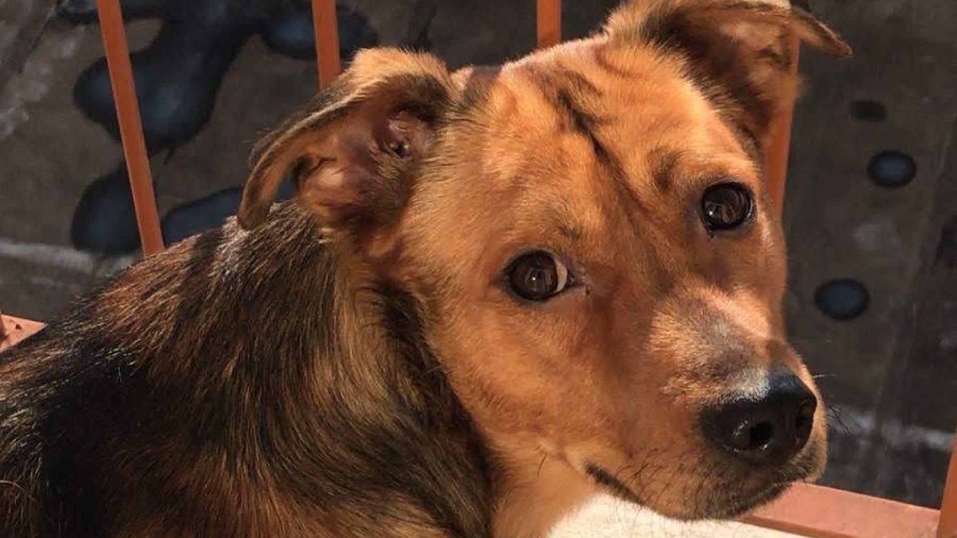 L'appello di Oipa: "Adottate Zeus, il cane della famiglia di Aurora"