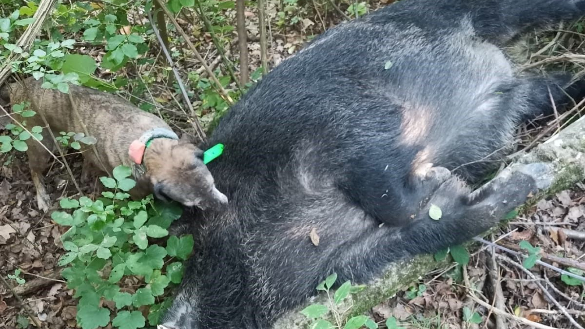 Caccia da record a Lugagnano: abbattuto un cinghiale di 210 chili