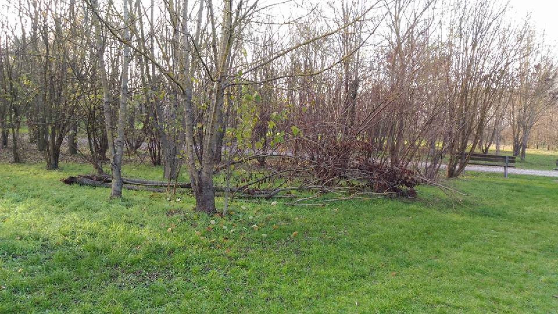 "Promemoria per il sindaco": albero caduto e mai rimosso al Montecucco
