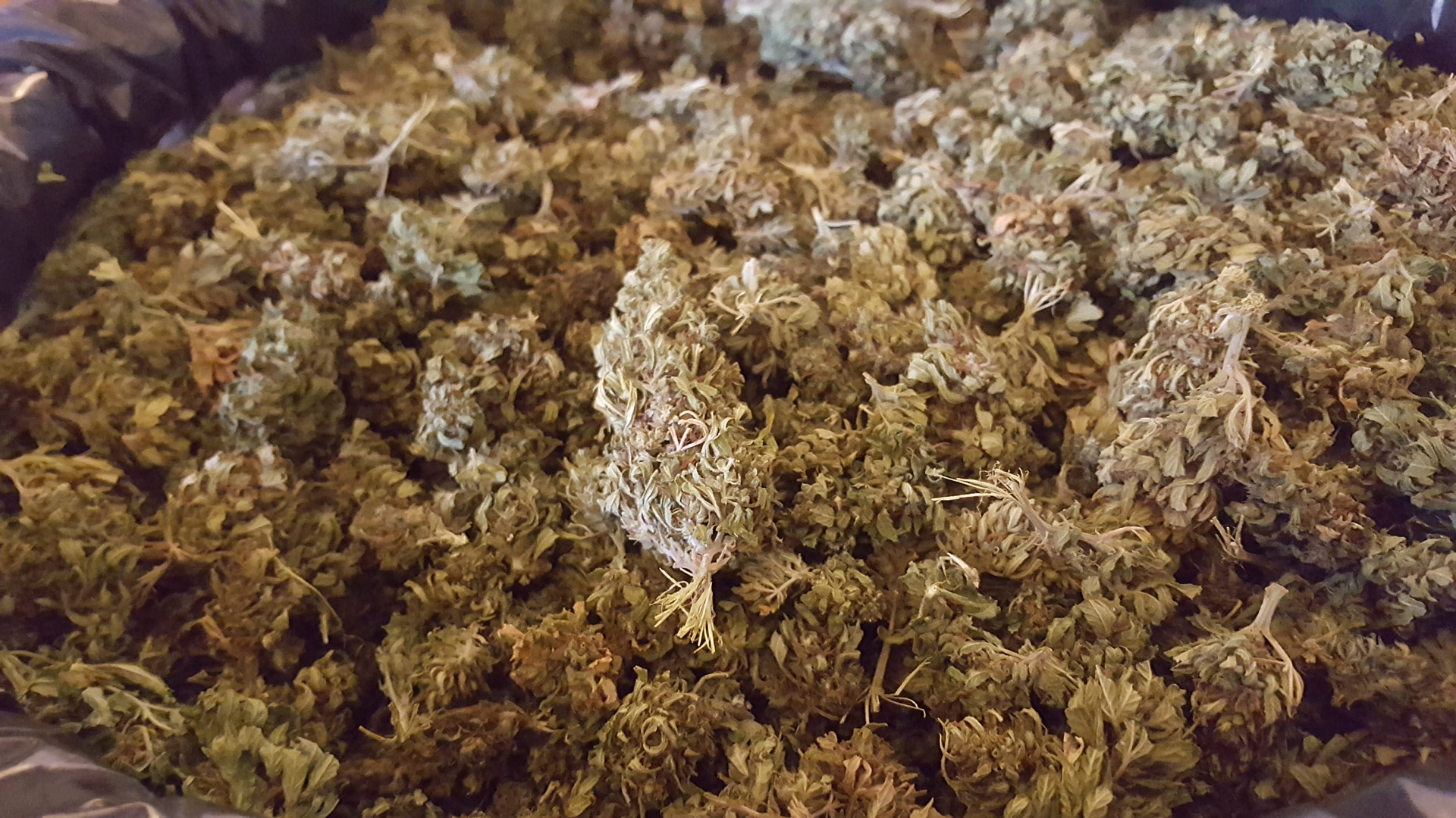 Trentenne piacentino arrestato dalla polizia: deteneva un chilo di marijuana