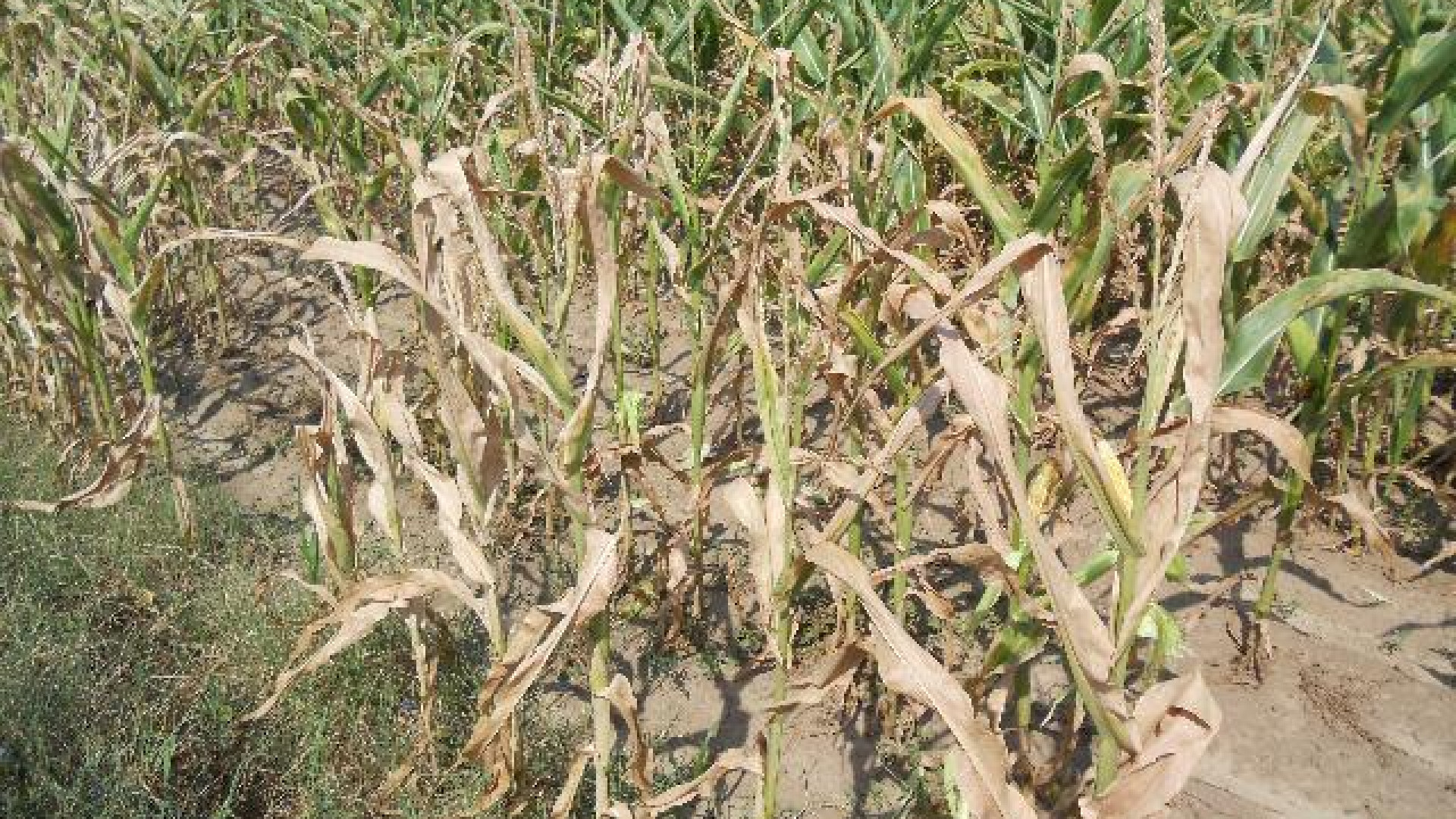 Coldiretti: terzo anno più bollente dal 1800. In regione danni per un miliardo di euro