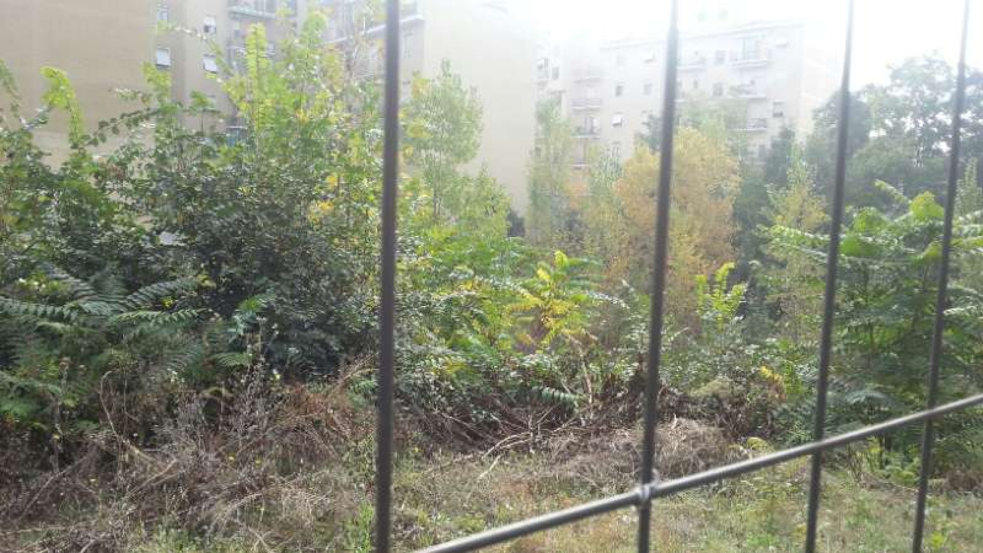 Campo pieno di topi e insetti nella zona di via Dante: l’ordinanza del Comune