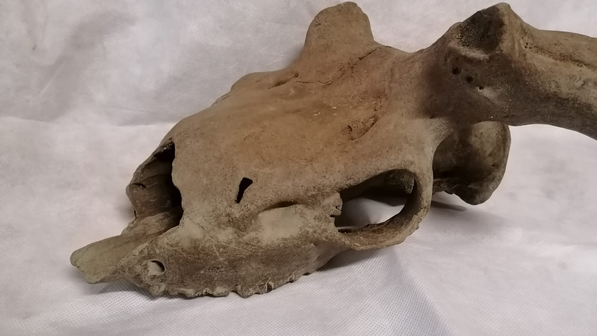 Teschio di cervo gigante preistorico trovato da pescatori tra le sabbie del Po