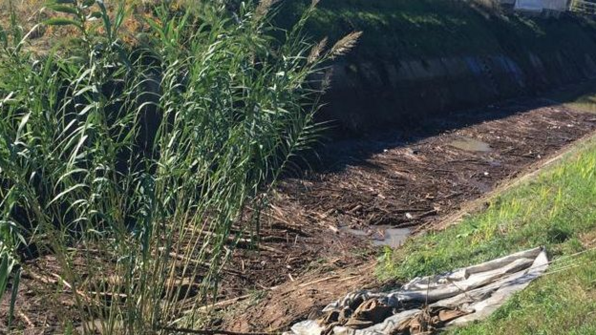 Roncaglia, cittadini preoccupati: "Liberare il canale Riello dal legname"