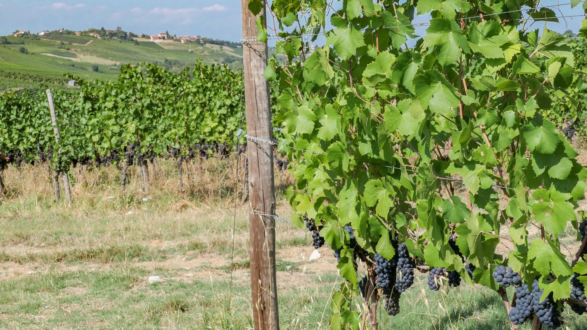 Migranti, Coldiretti: "Via libera a 40mila stranieri. Vendemmia salva"