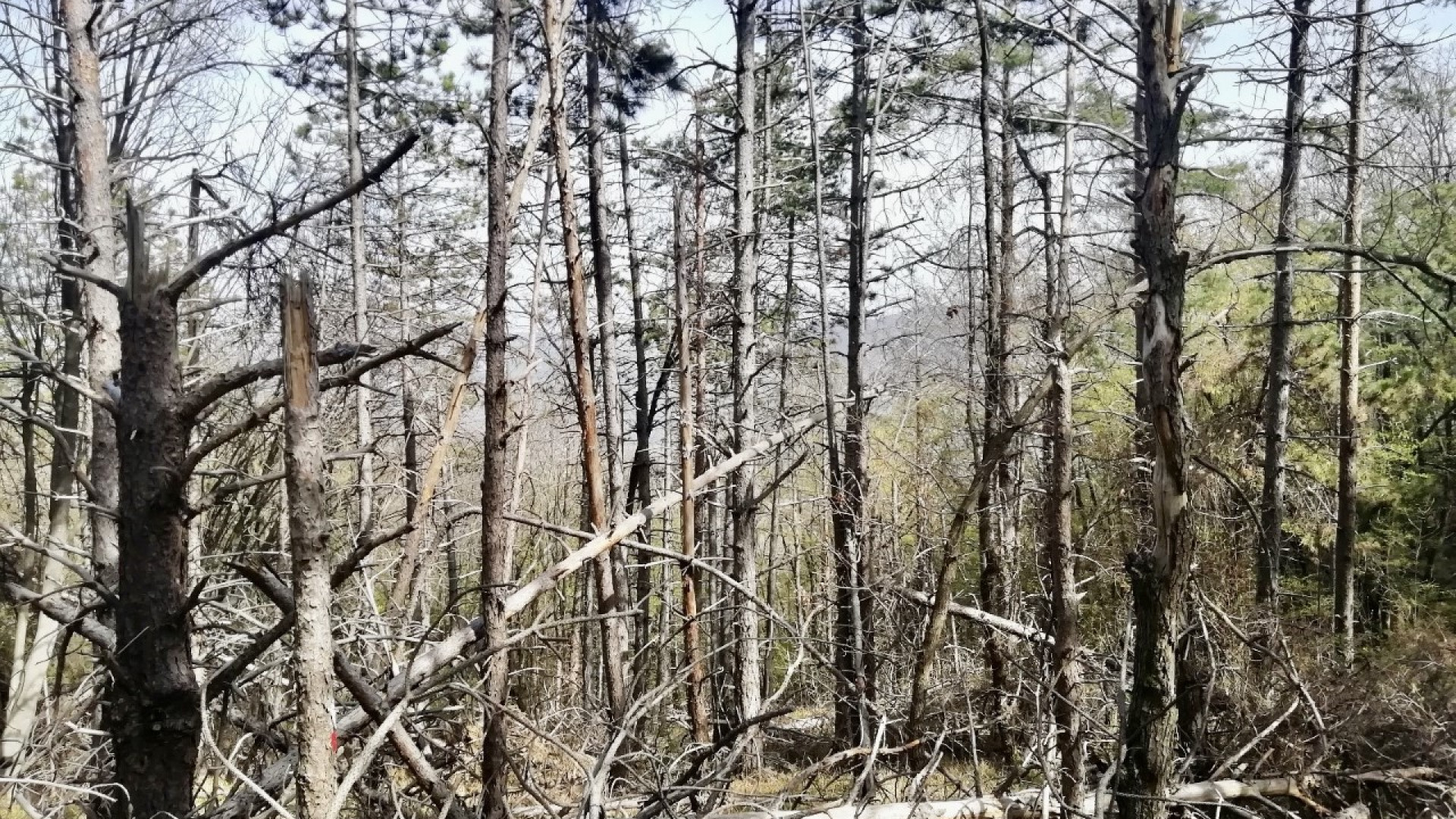 Travo, lotta agli incendi: pulizia delle pinete e 10 nuovi idranti in arrivo