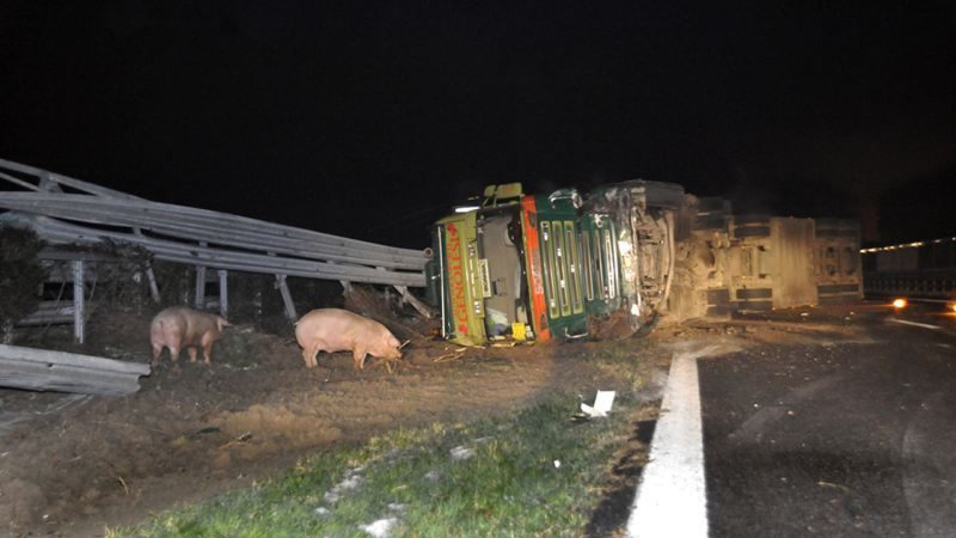 Incidente sulla A21, si ribalta un camion con un carico di maiali