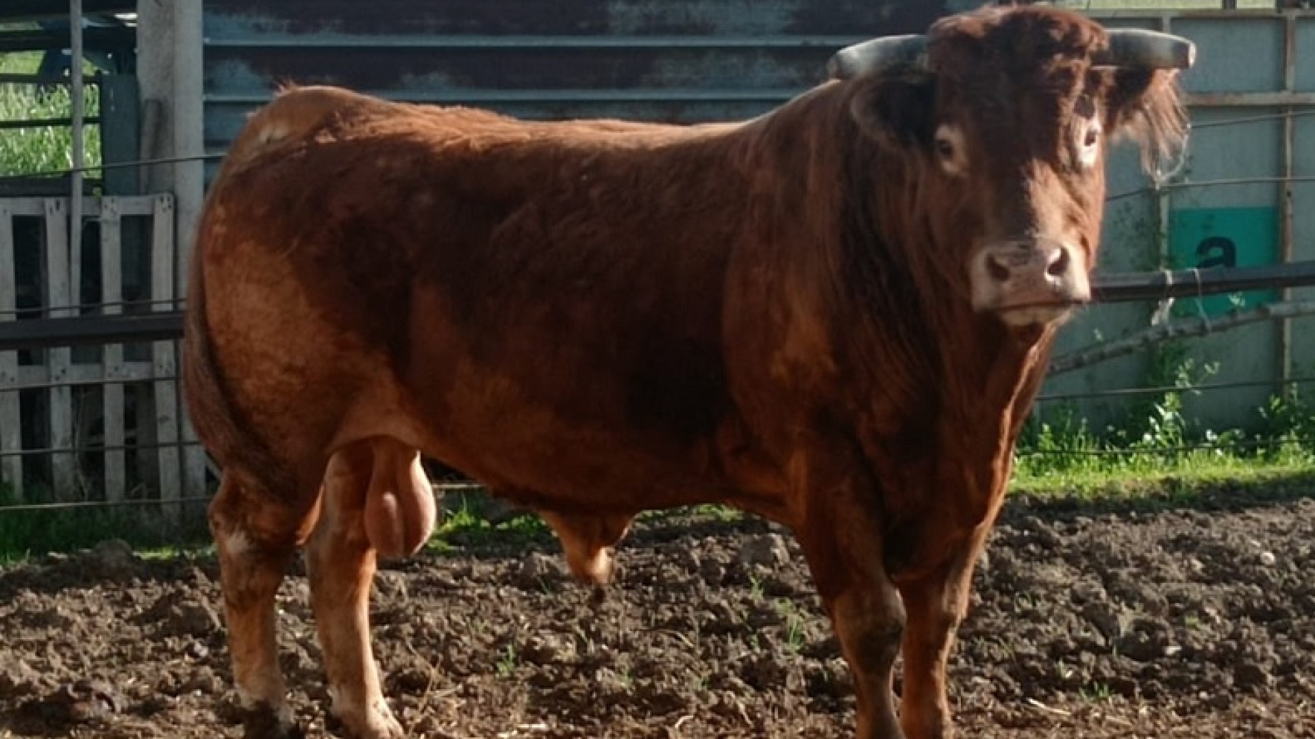 Toro incastrato con le corna nella recinzione, complicato intervento dei pompieri