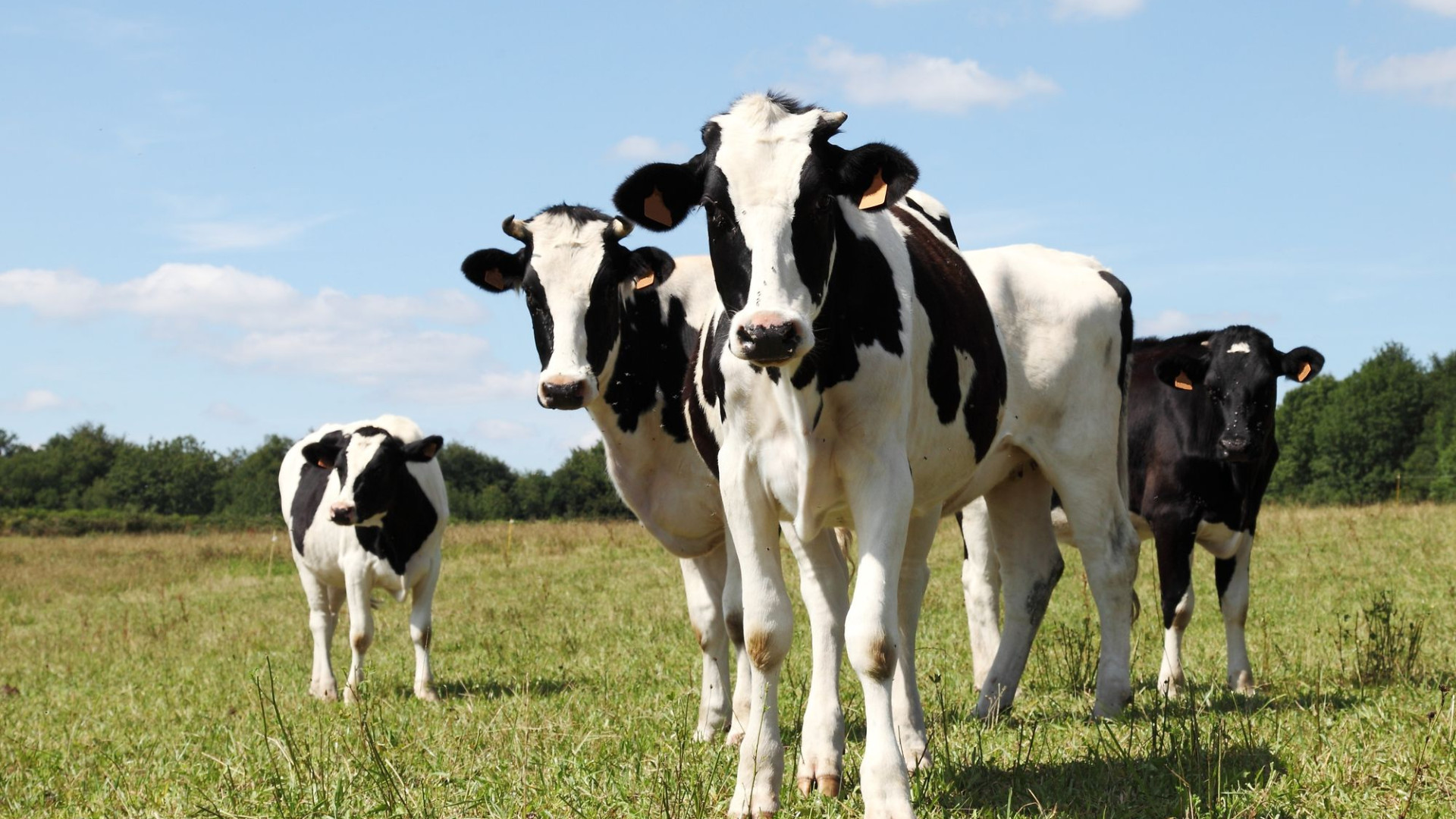 Emissioni nocive,  arriva un’alga “magica” che toglie il gas dallo stomaco dei bovini