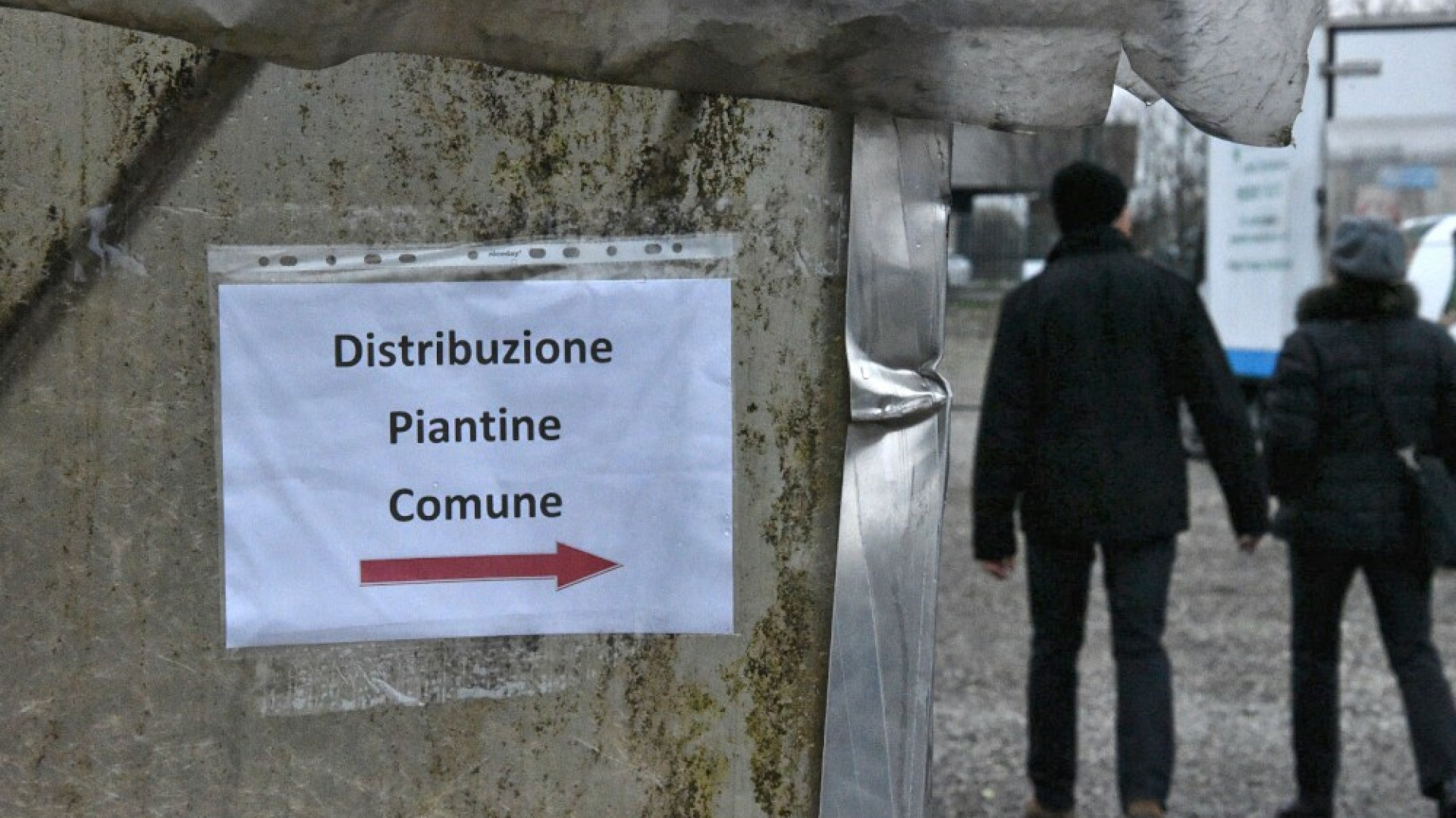 Infoambiente al mercatino di via Roma, distribuzione gratuita di arbusti e piantine