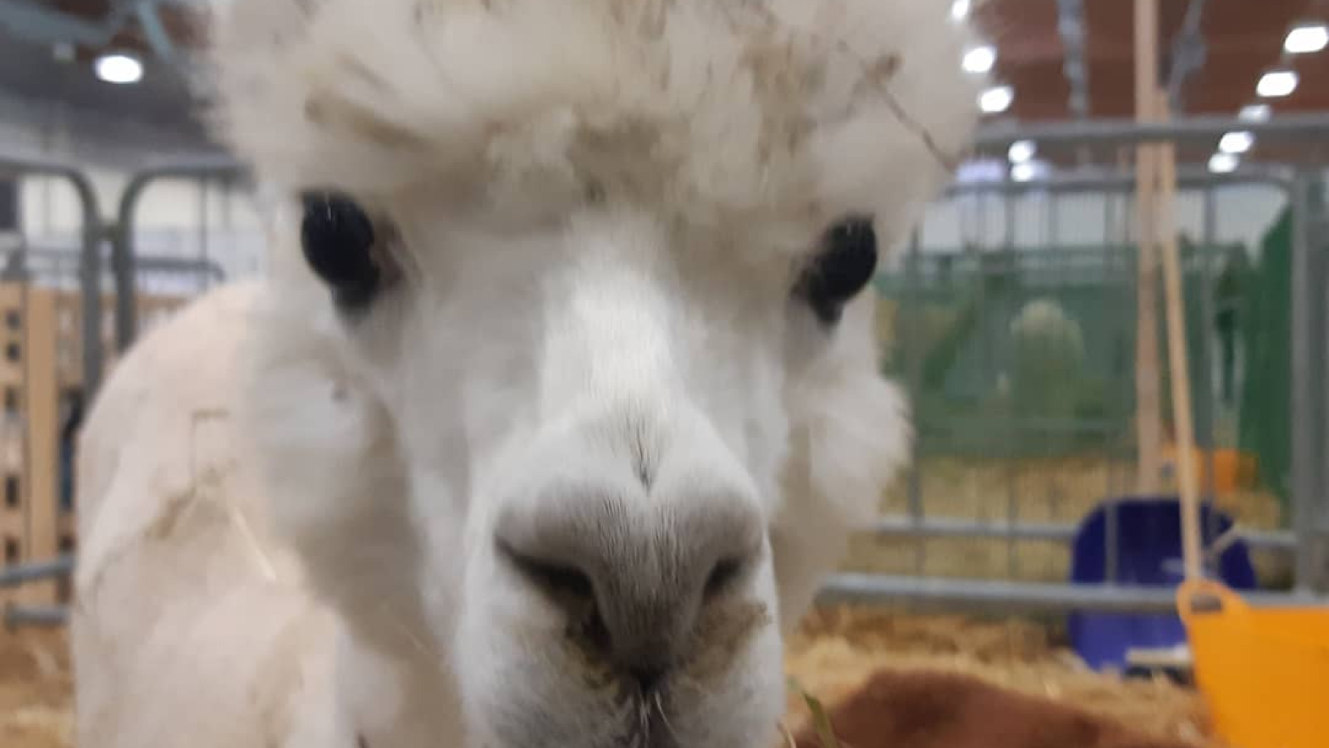 Dai cani ai pappagalli, passando per gli alpaca: le meraviglie del Pets Festival