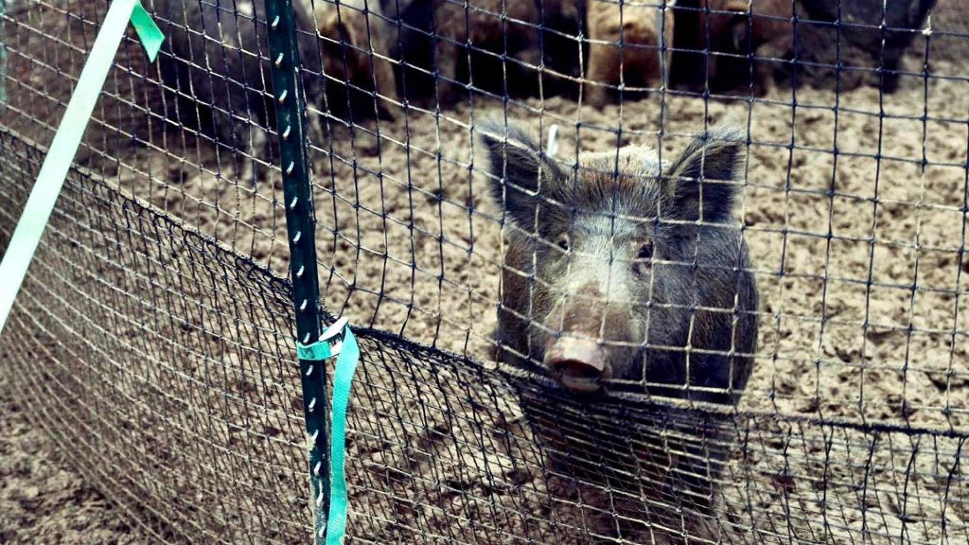Peste suina: in arrivo le super trappole che catturano 20 cinghiali alla volta