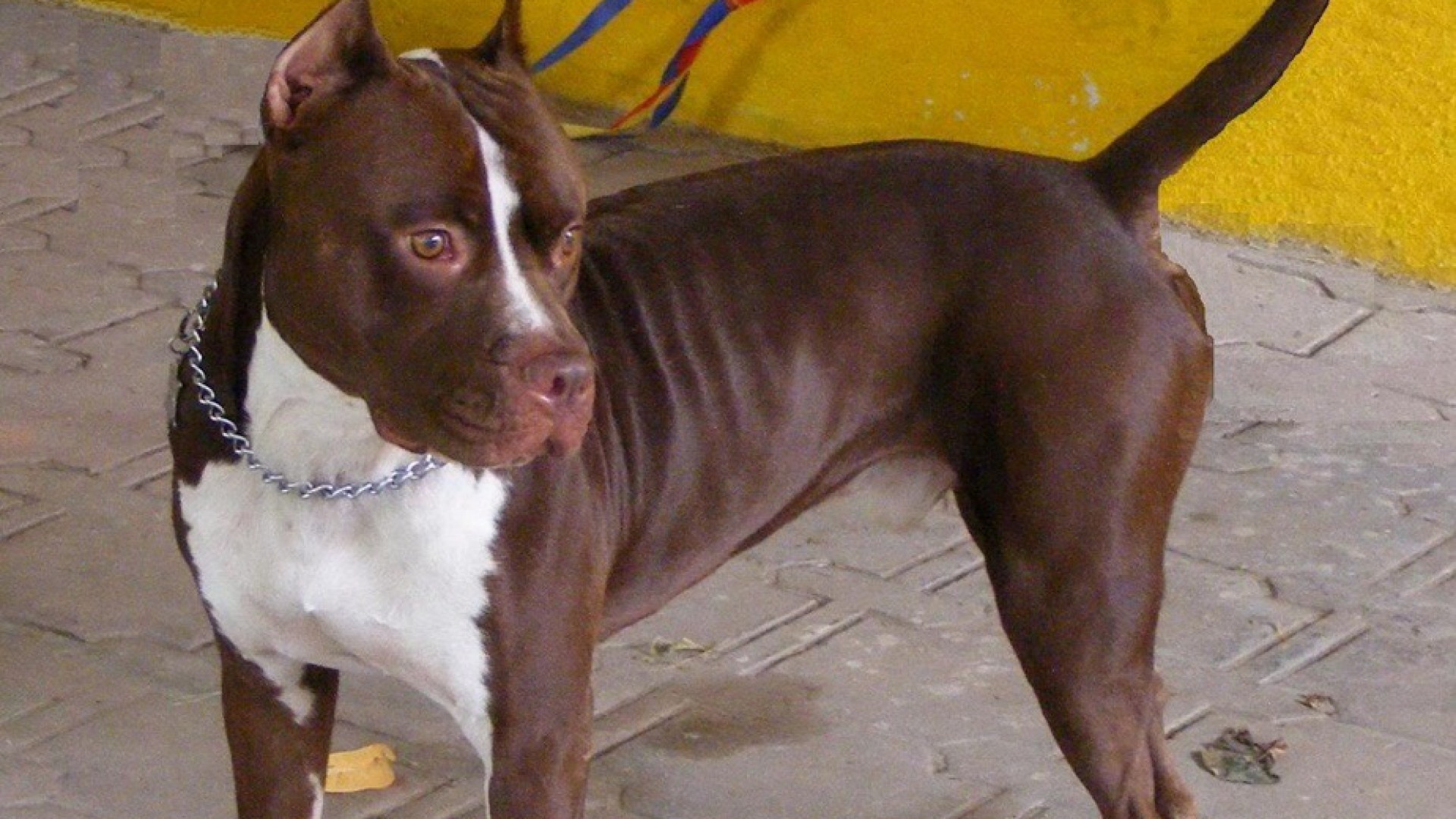 Raid dei ladri, in casa c'è un pitbull ma il cane se la fa sotto dalla paura