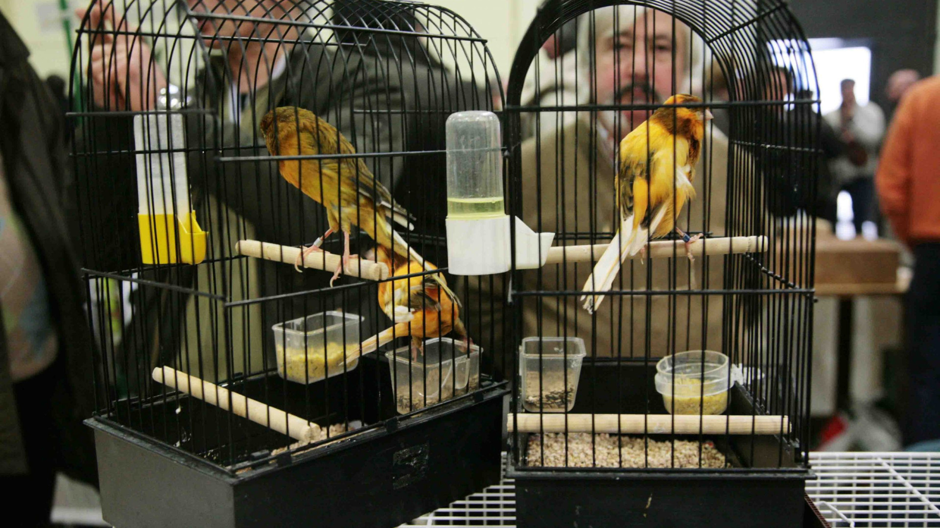 "Rischio influenza aviaria": revocata l'autorizzazione al Campionato di ornitologia