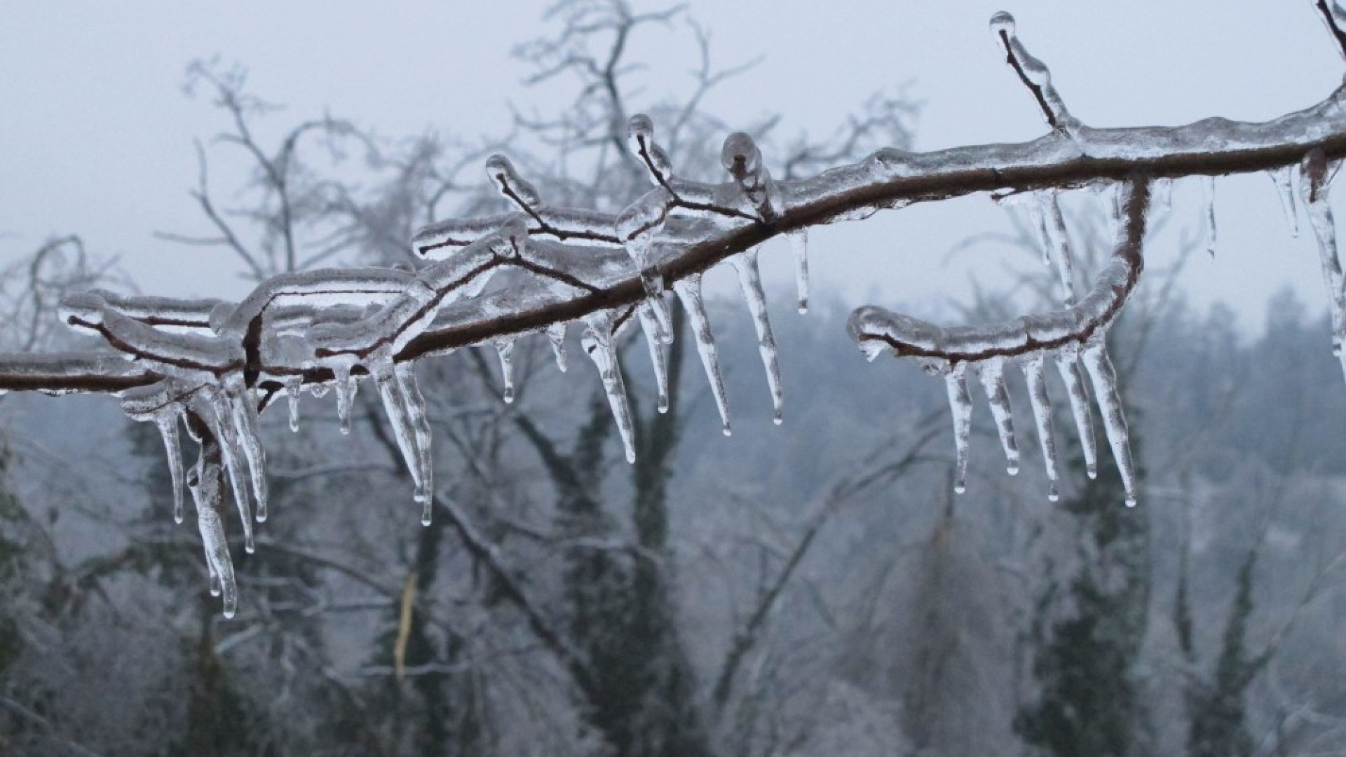 Il fenomeno che ha flagellato la provincia: cos'è il "gelicidio"