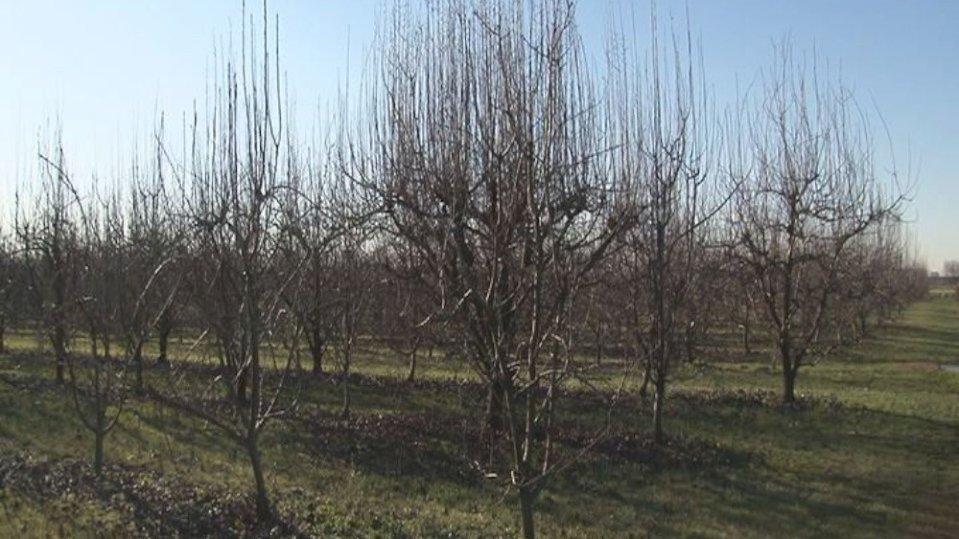 Sbalzi climatici: sbocciano fiori primaverili. Colture a rischio
