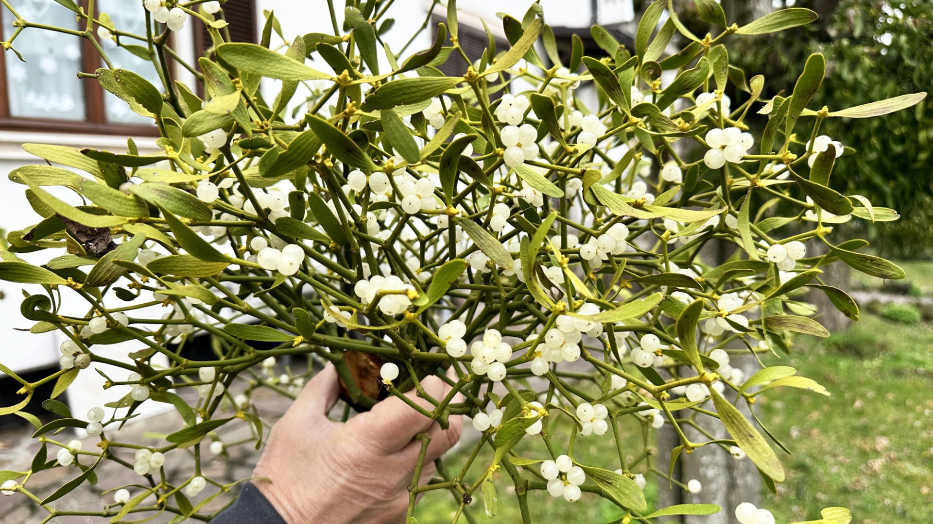Da anni coltiva il vischio nel giardino e per le festività lo dona ai rivergaresi