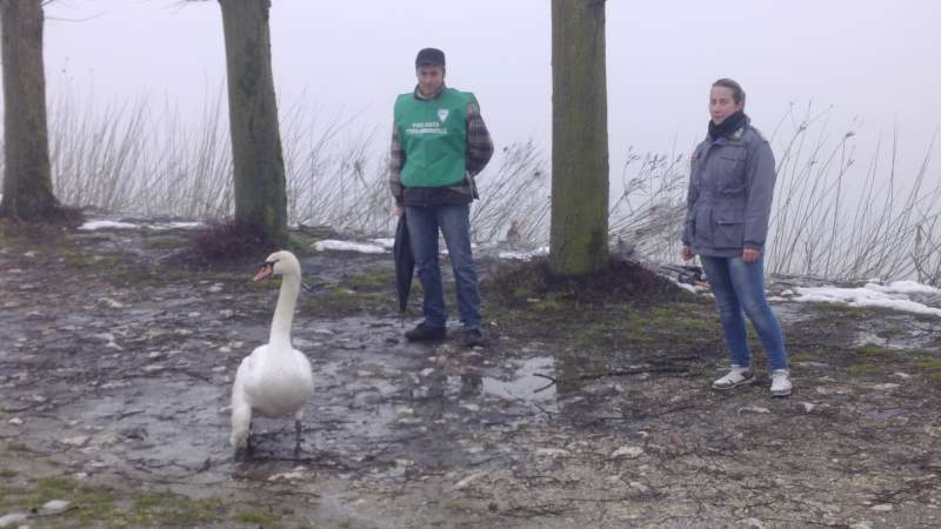 Cigno ferito lungo il Po a Monticelli, arrivano i soccorsi