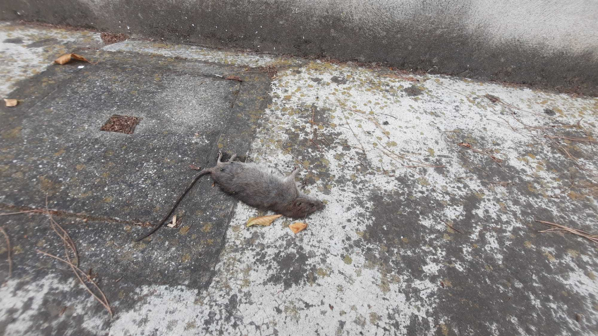 Topi morti in via Taverna, i residenti: "Il Comune mandi il pifferaio di Hamelin"