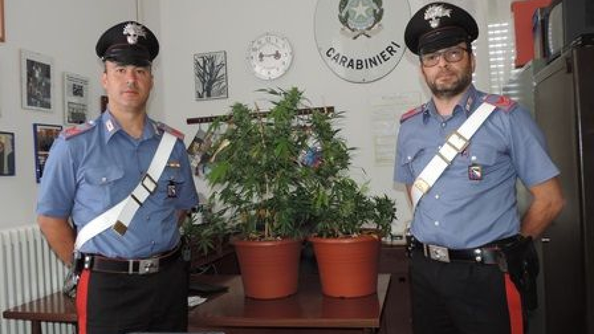 Ferriere, a lato della strada spunta una coltivazione “anonima” di marijuana