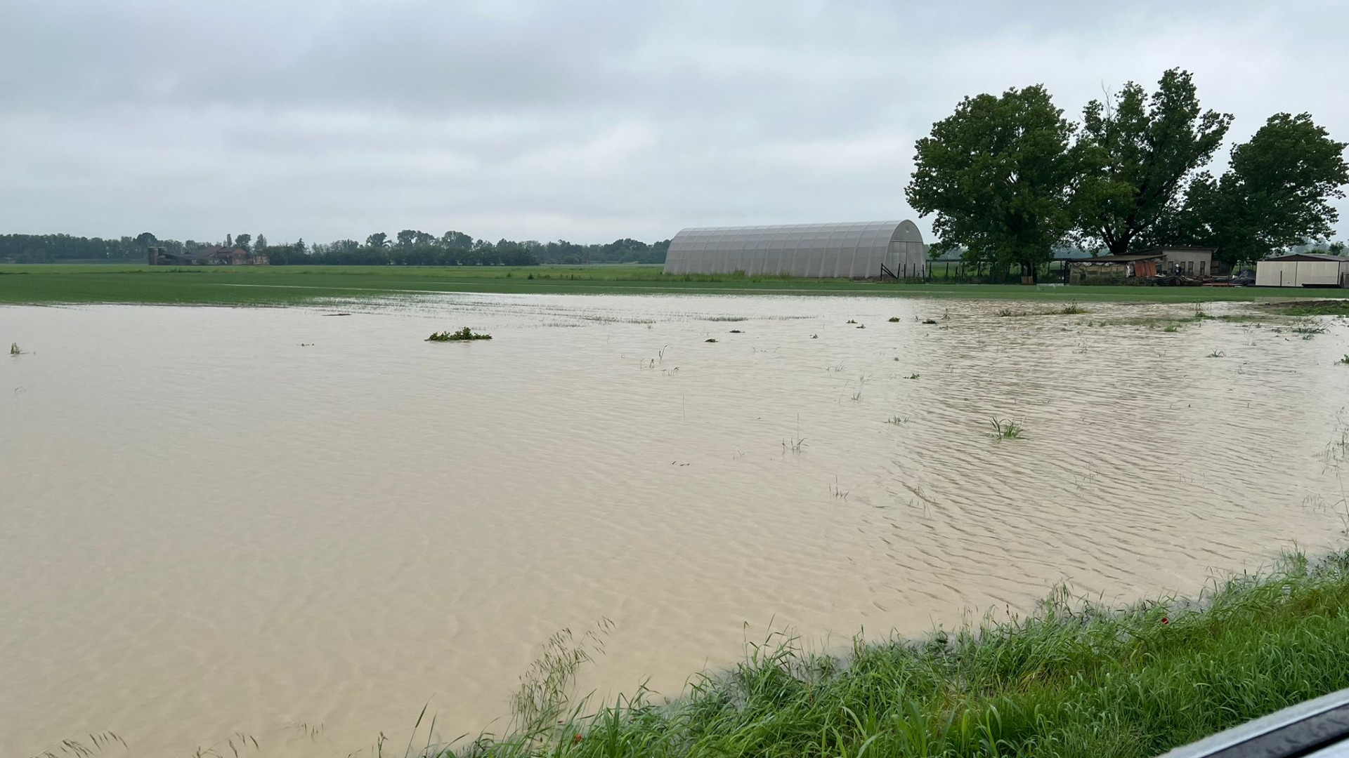 Confagricoltura Piacenza: "Disastro nei campi, rischio asfissia. Bisogna riseminare"