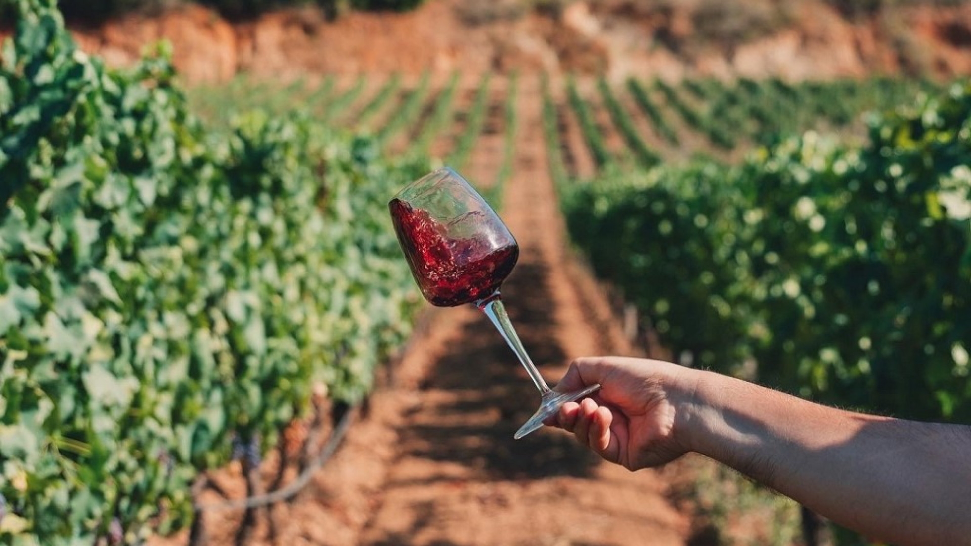 Viticoltura, Coldiretti plaude la proroga autorizzazioni impianti dei vigneti