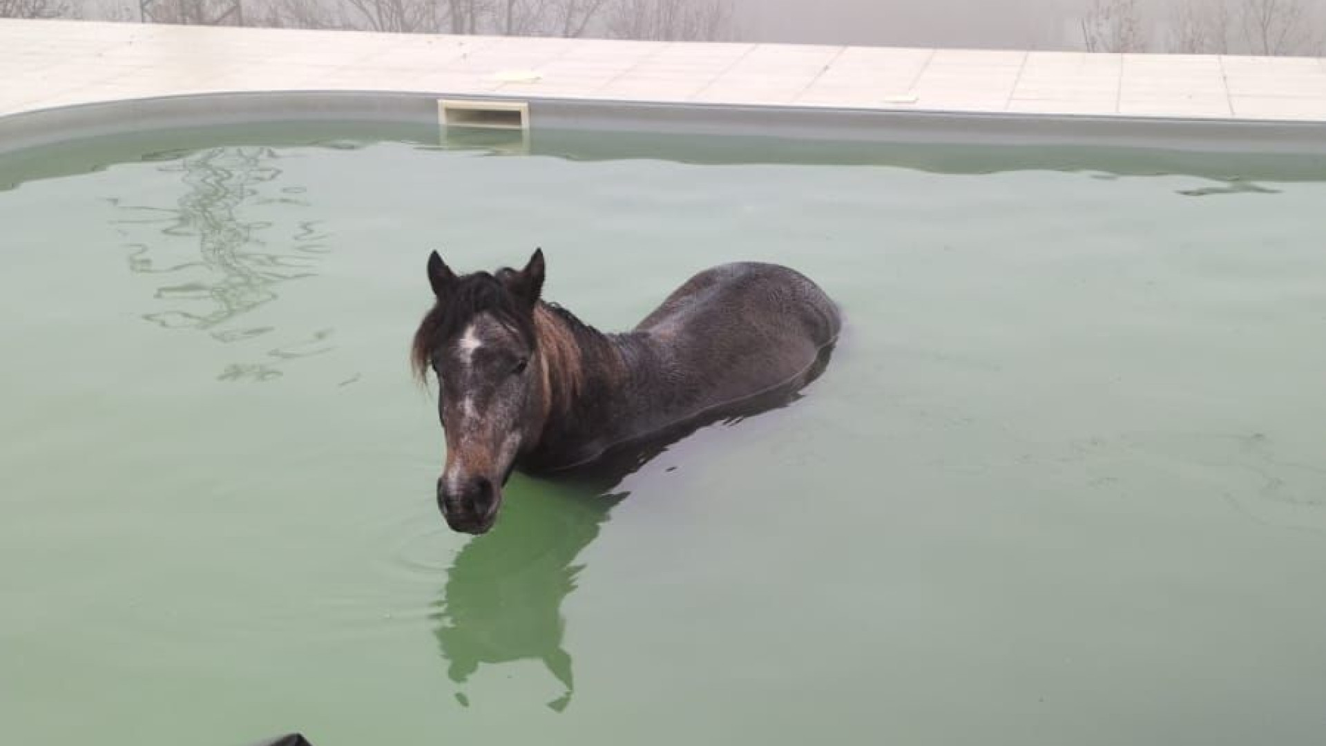 Cavallo scappa e finisce in una piscina: salvato dai vigili del fuoco