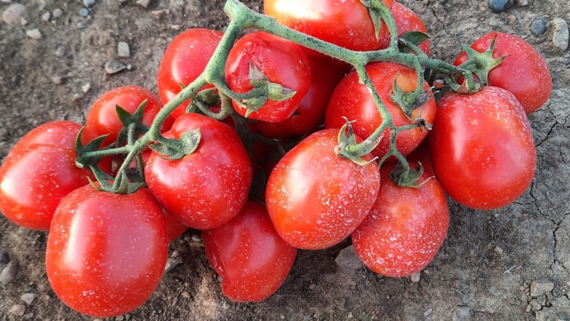 Conclusa la campagna del pomodoro da industria. "Costi alle stelle"