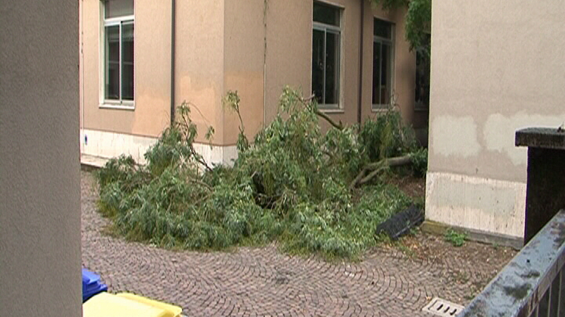"Via Negri, caduto un albero all'ingresso della succursale del liceo Respighi"