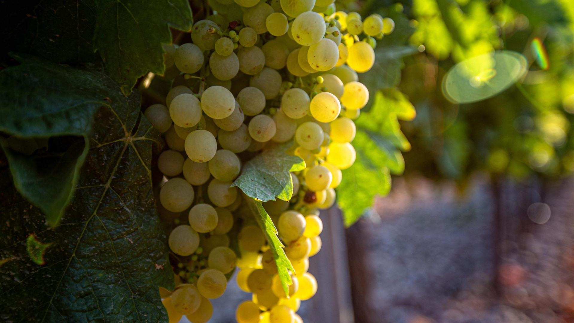 Fine vendemmia, Confagricoltura: "Rese inferiori ma buon prodotto"