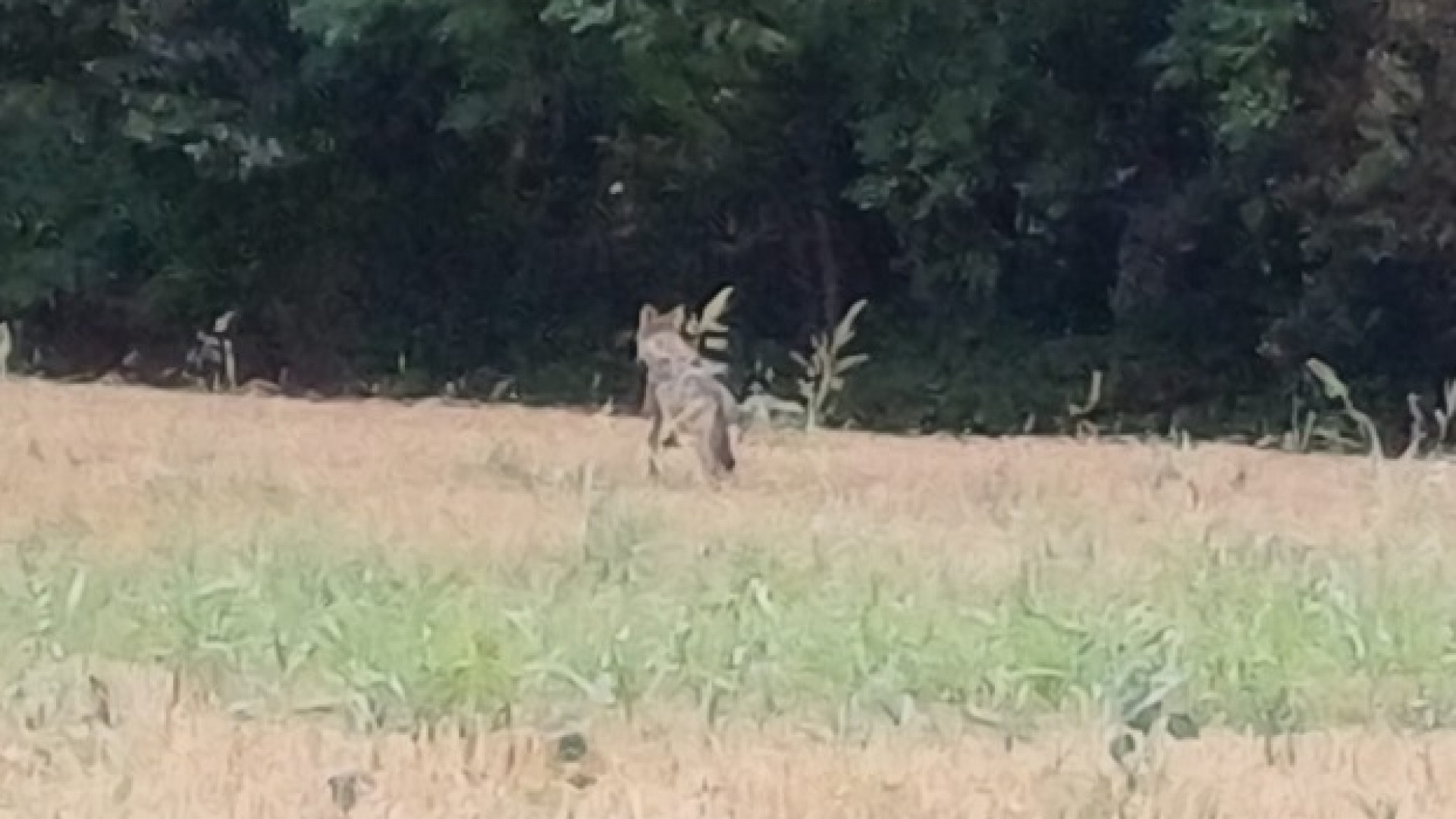 Allarme lupi dai residenti alla Moretta: "Uno è entrato in giardino scavando"