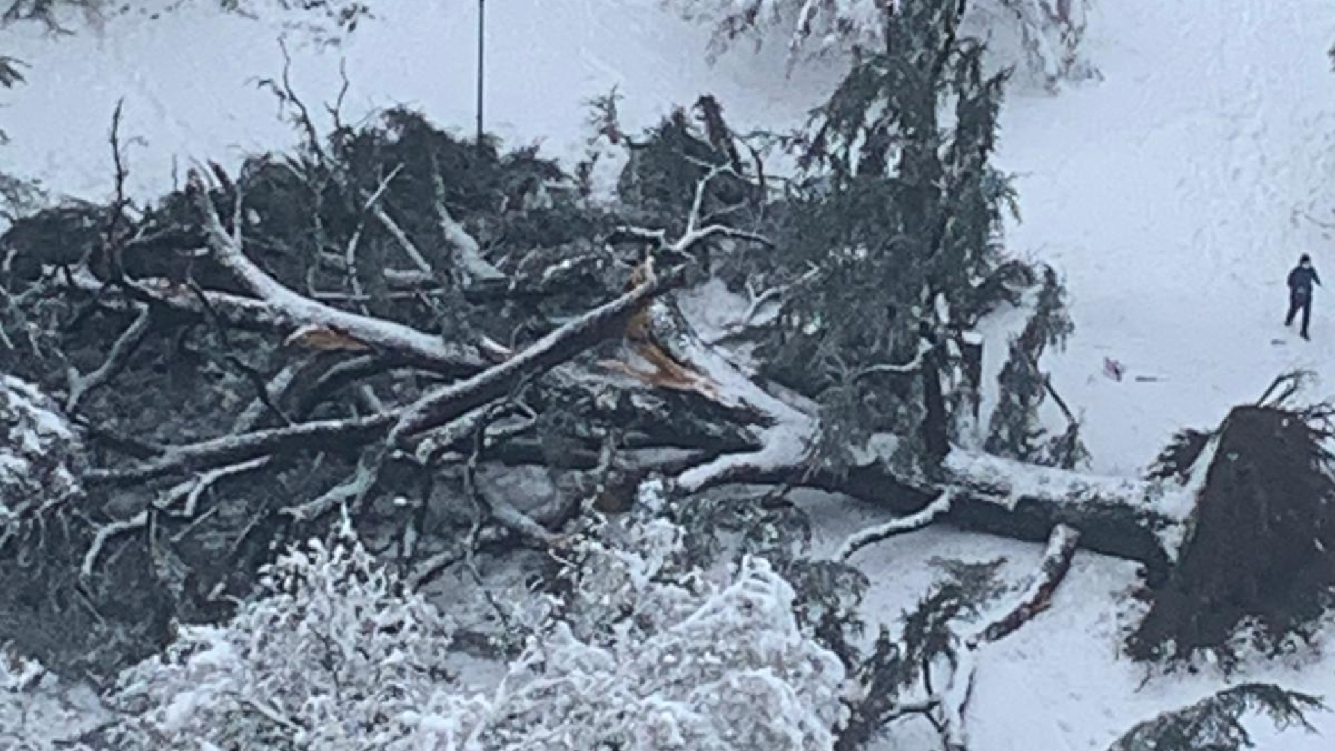 Crolla albero secolare ai giardini Margherita: tragedia sfiorata. Chiusi i parchi, incidenti e disagi