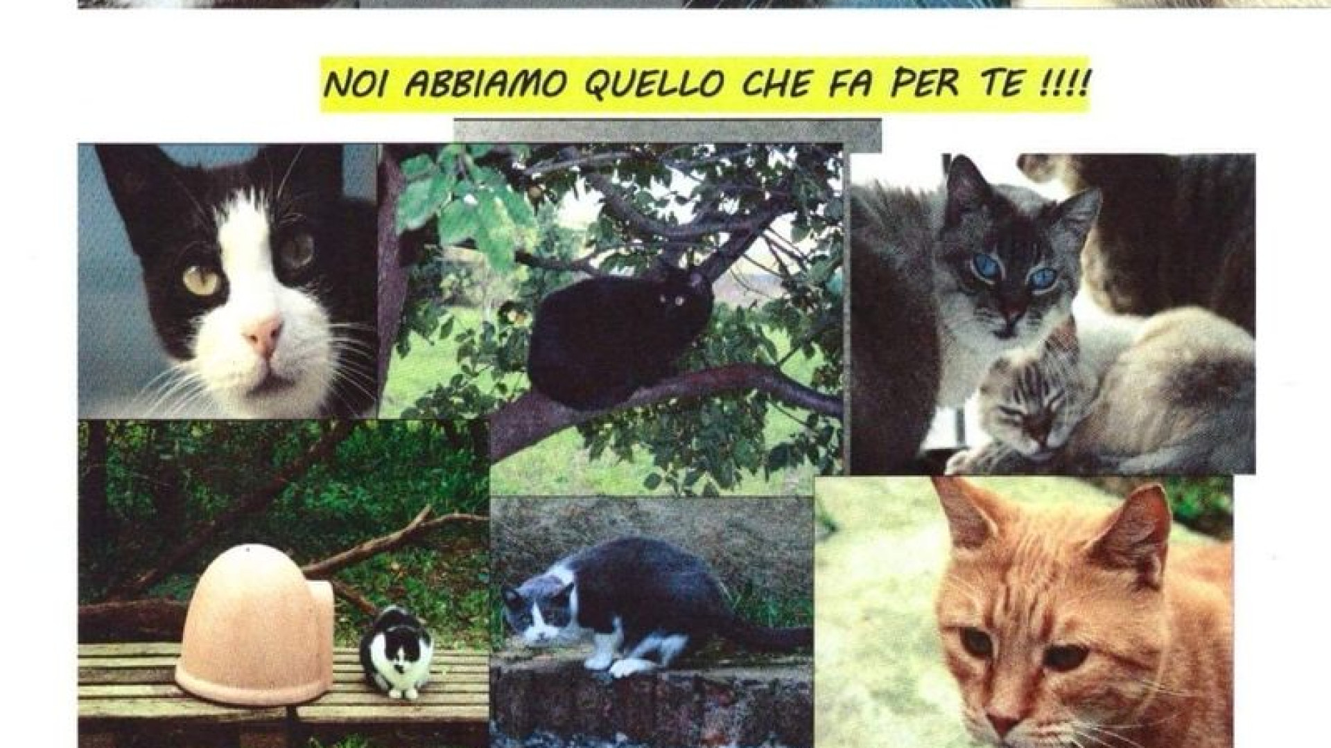 Gattile: 60 mici in attesa di trovare calore e affetto. Domenica aperto