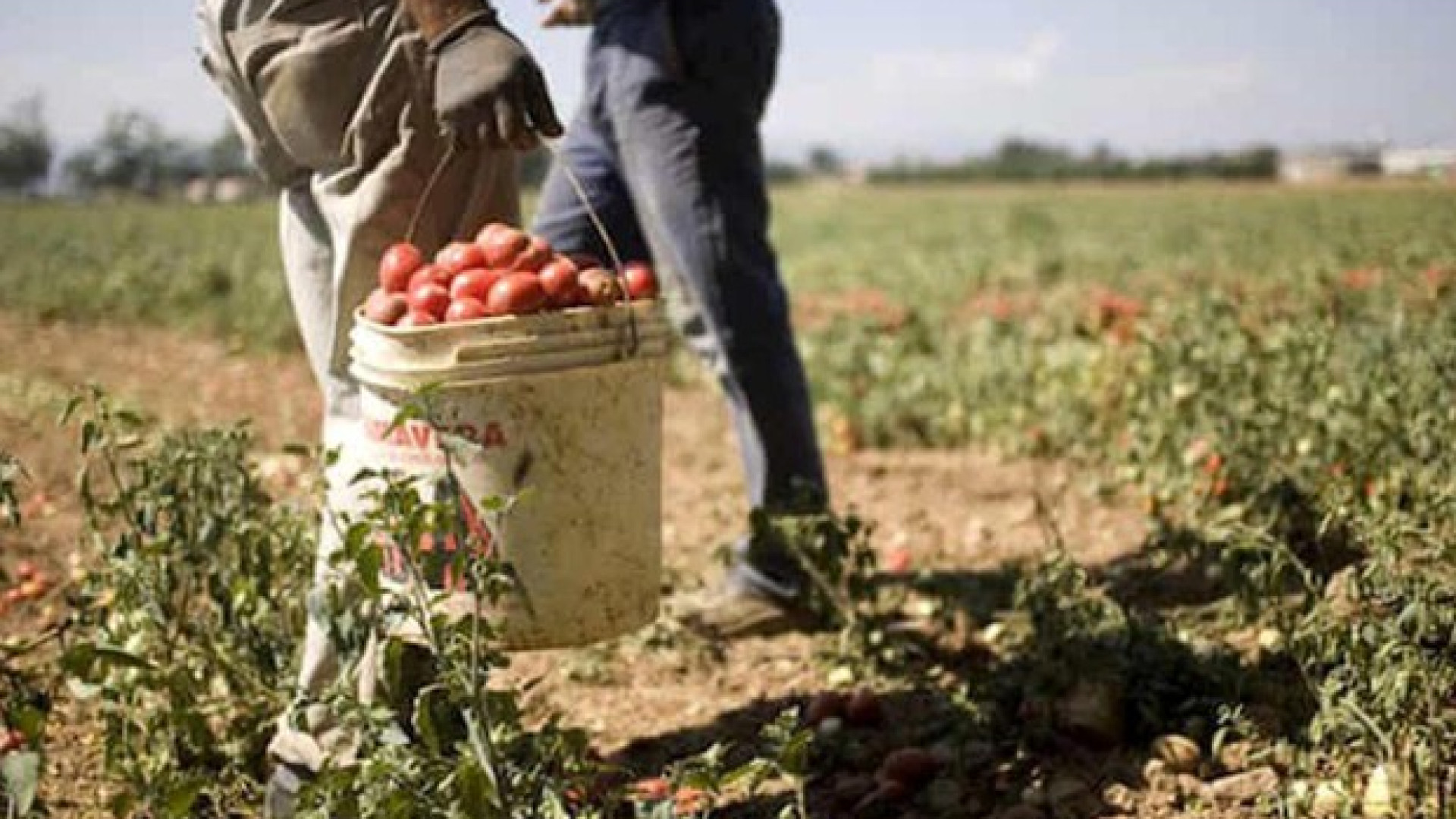 Decreto flussi dei lavoratori stranieri, Coldiretti Piacenza: "Partito il primo click day"