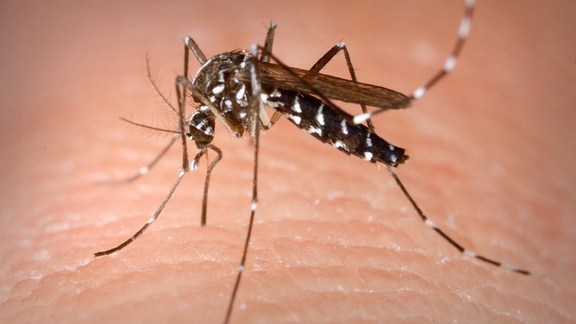 West Nile Virus, quarto caso nella nostra città: 80enne in condizioni disperate