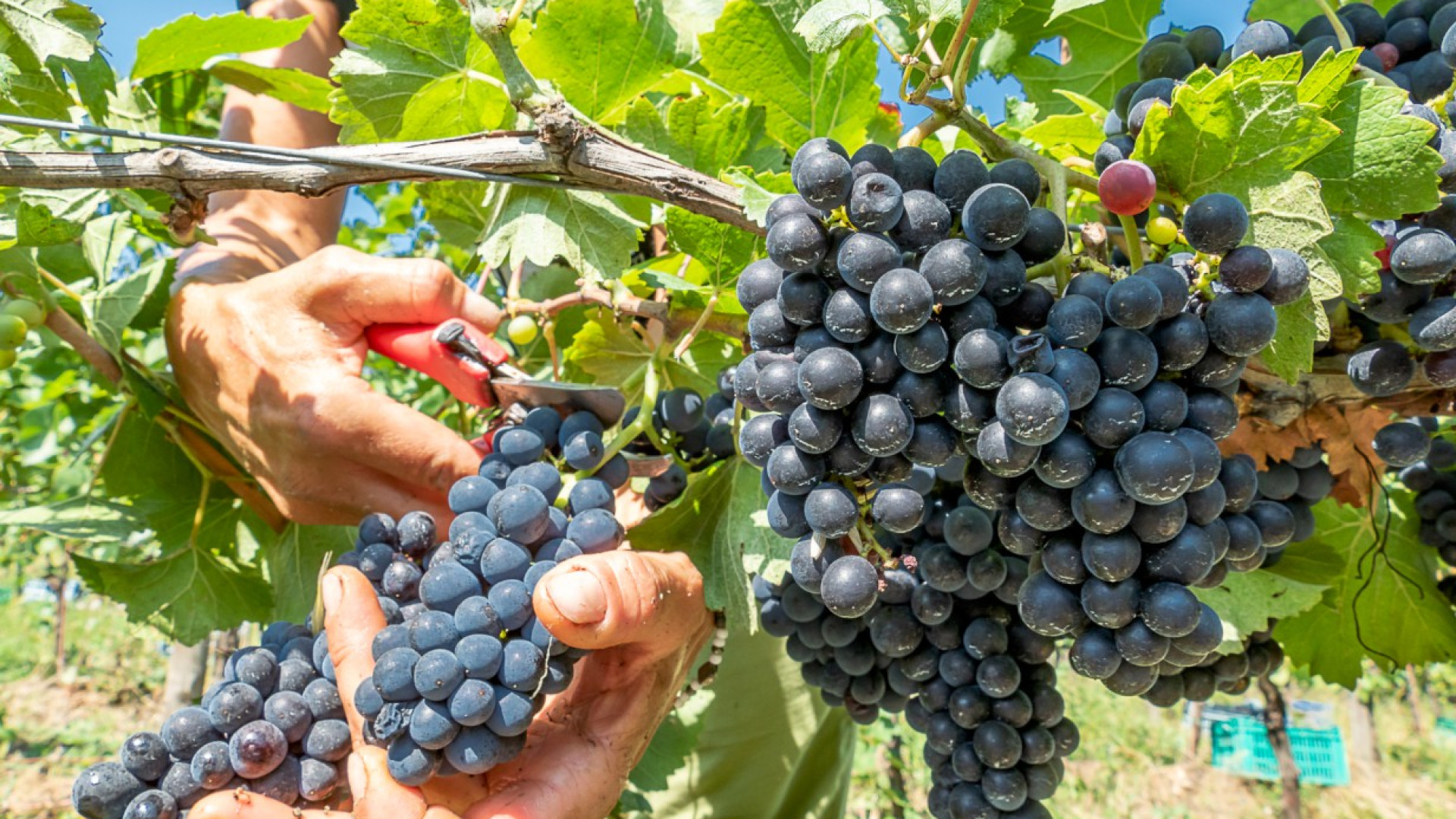 Coldiretti: "Senza proroga permessi di soggiorno vendemmia a rischio"