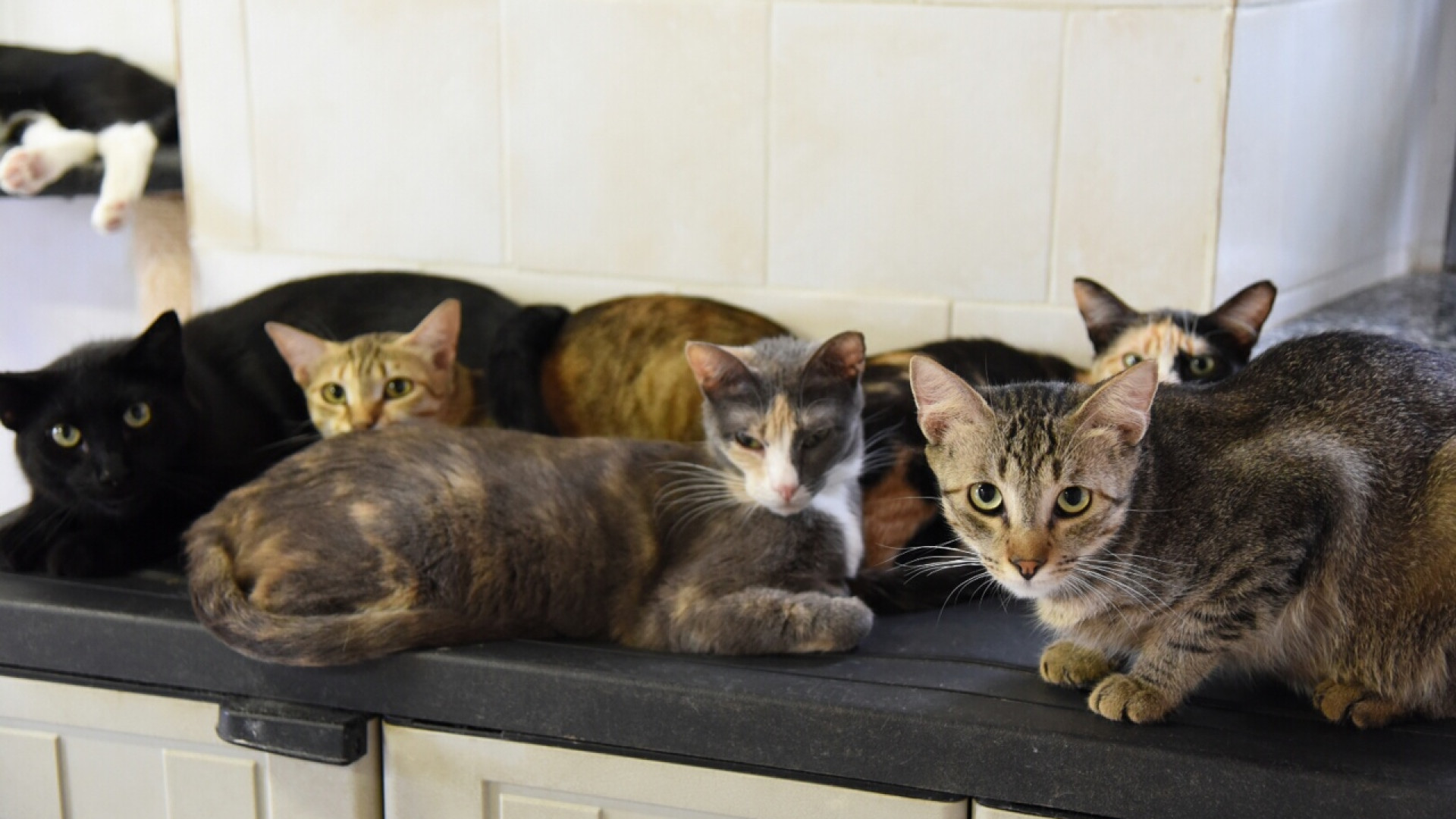 Colonia felina di Rivergaro, dal Comune 8mila euro per un centinaio di gatti