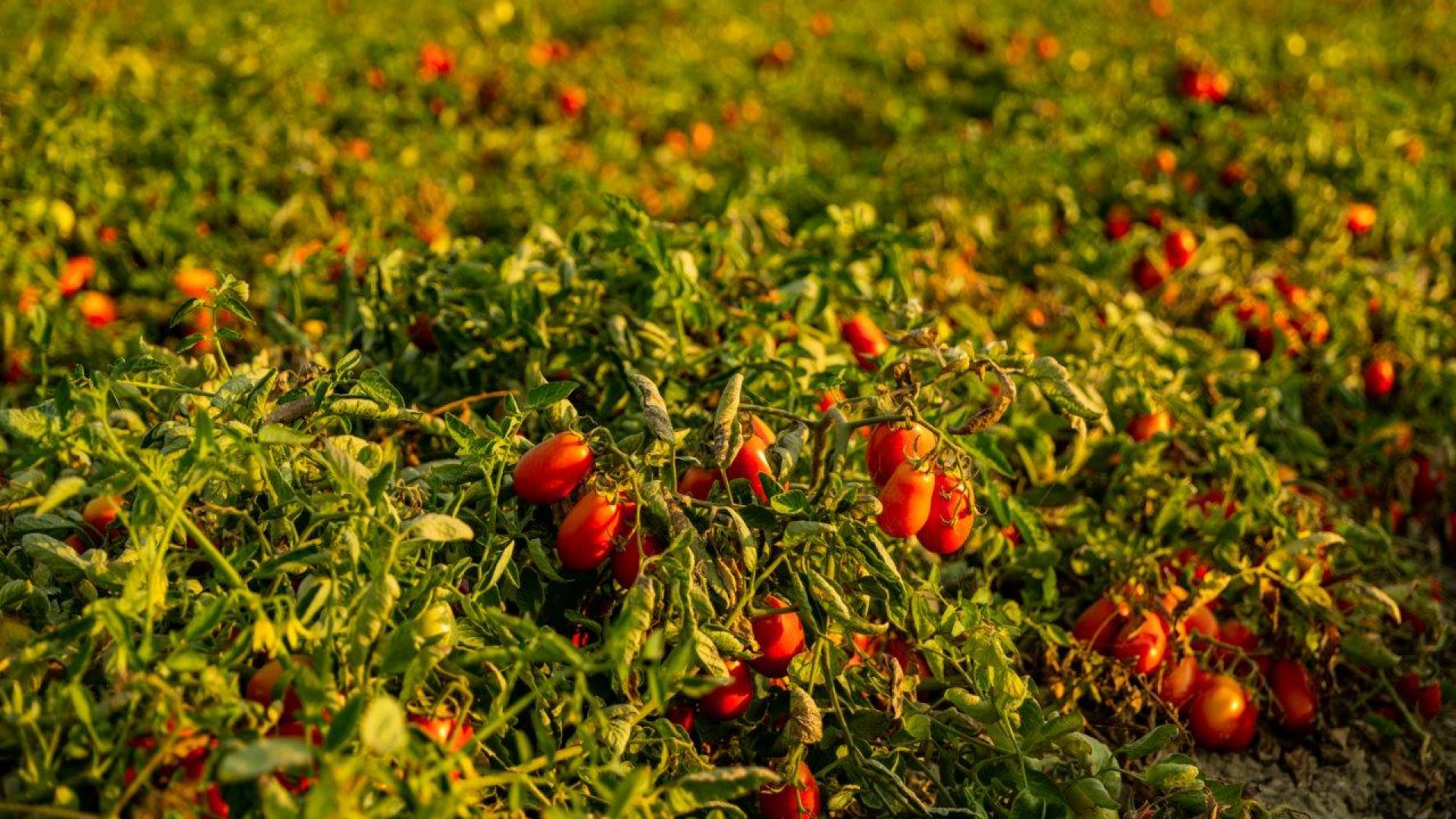 Consorzio Casalasco: trasformate 800mila tonnellate di pomodoro