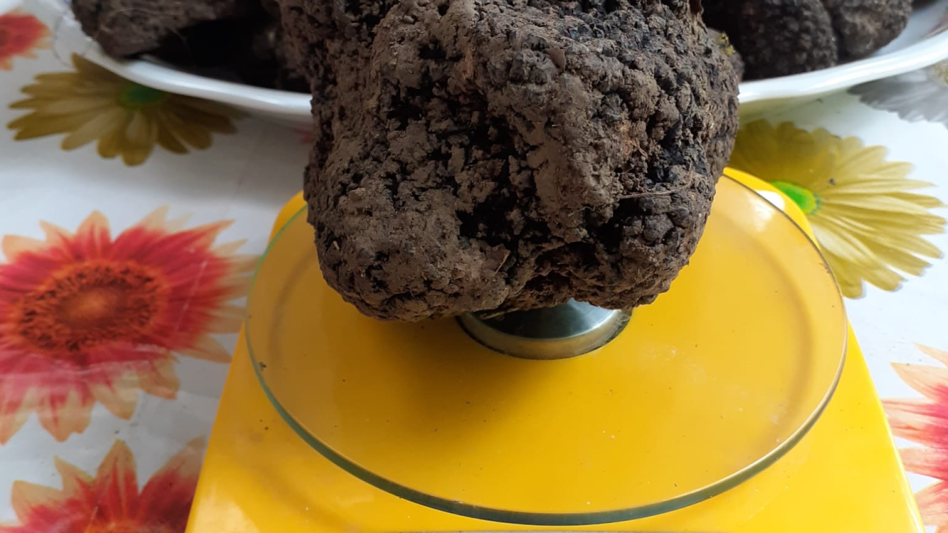 Stefano e il suo Yago fanno il botto: trovato tartufo da mezzo chilo